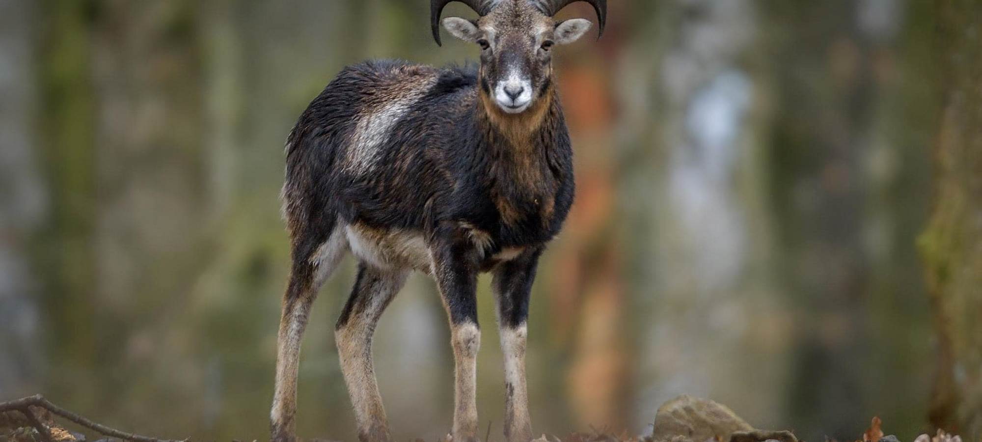 mouflon