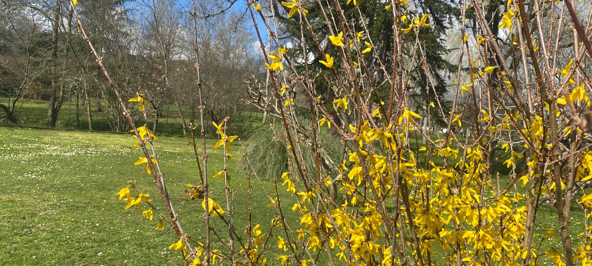 Jardin arboré
