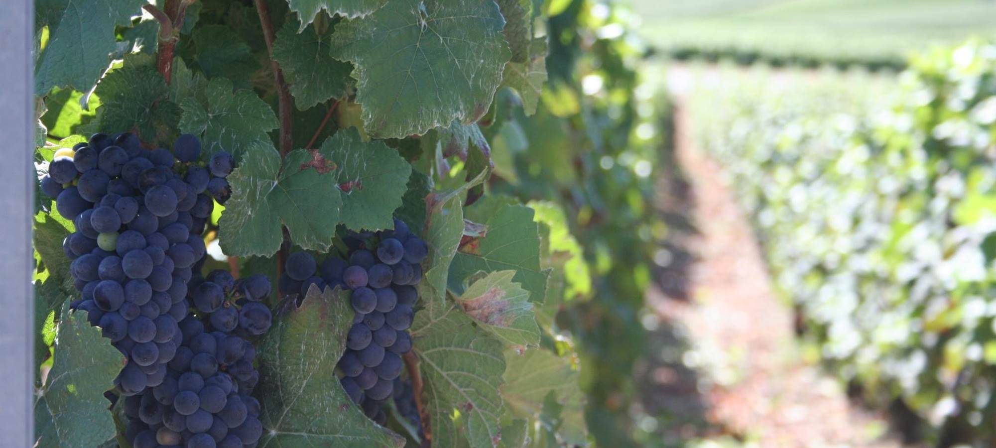 raisin noir au champagne  ARNOULT