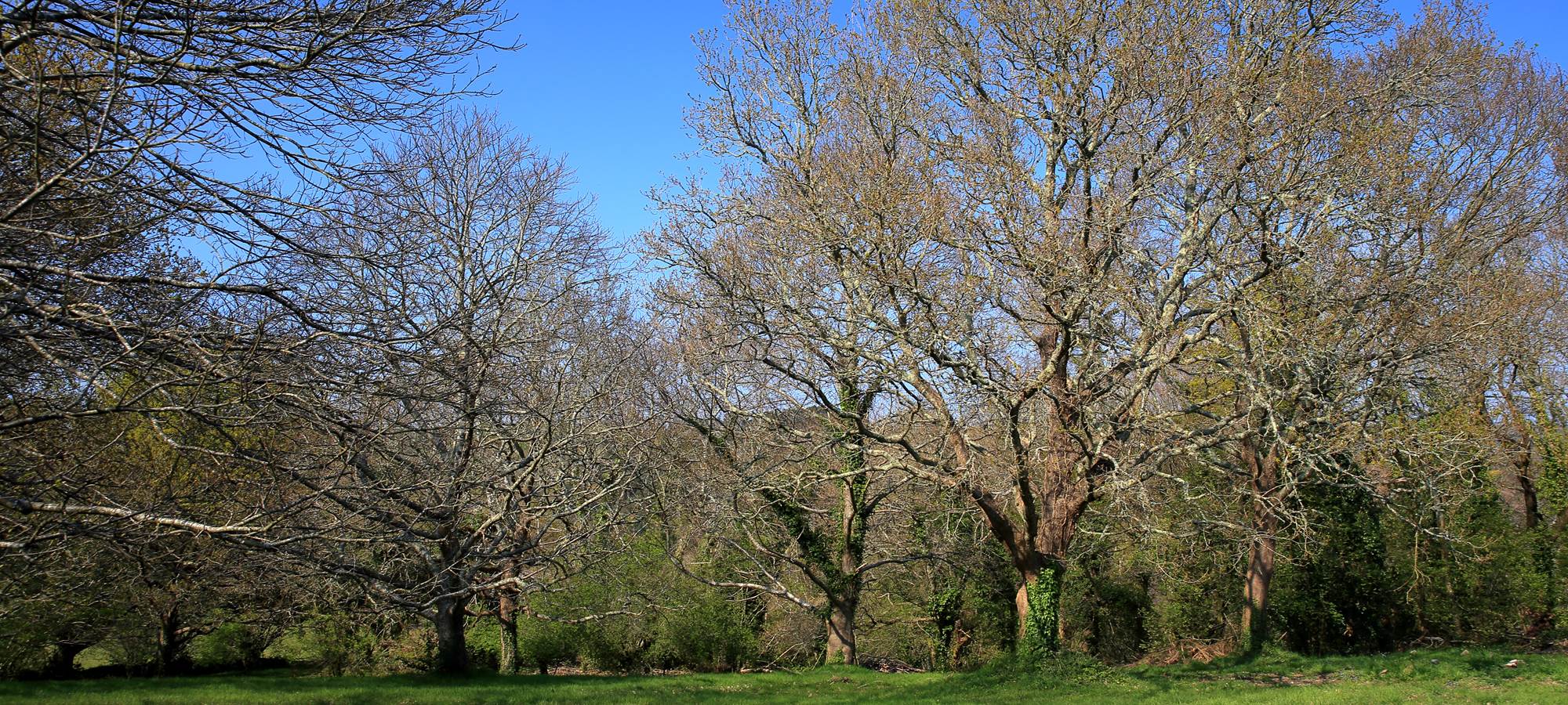 vue sur notre parc boisé