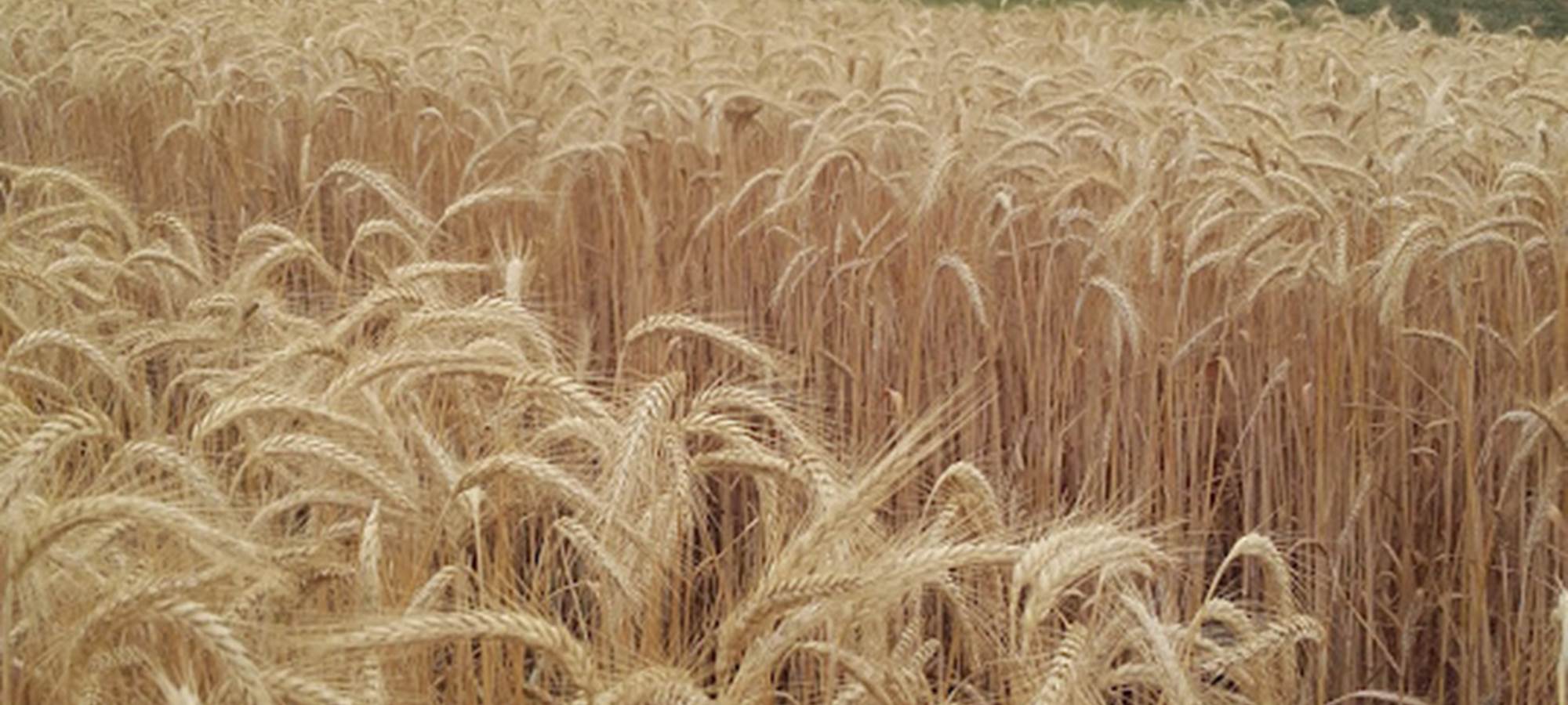 Champs de céréales que nous cultivons pour nourrir nos Porcs Noirs Gascon