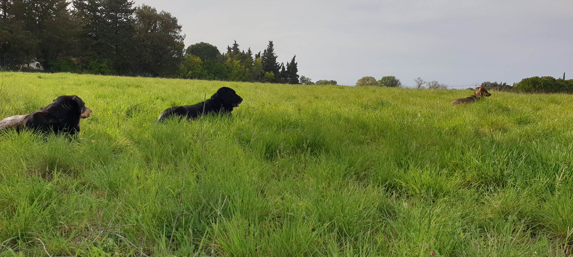 LES CHAMBRES DE MON P'TIT MAS - entre Béziers et Bessan - location de chambres d'hôtes dans une propriété rurale - nature - animaux