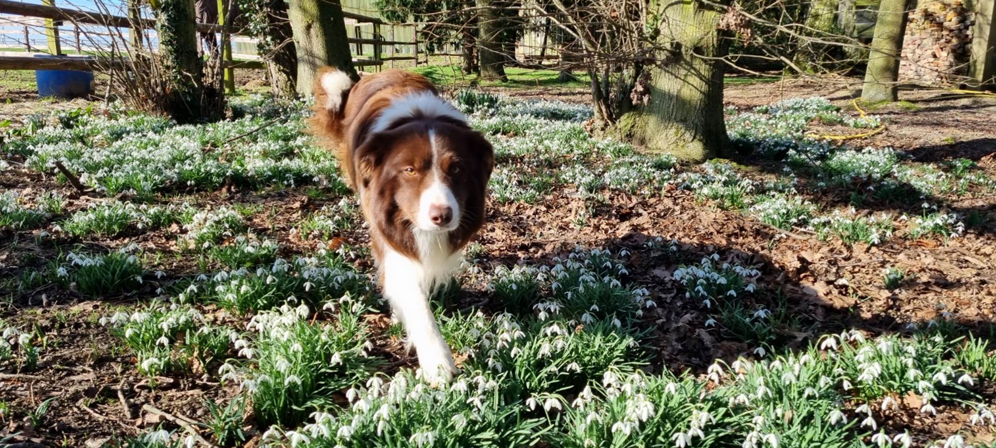 Le chien de la maison