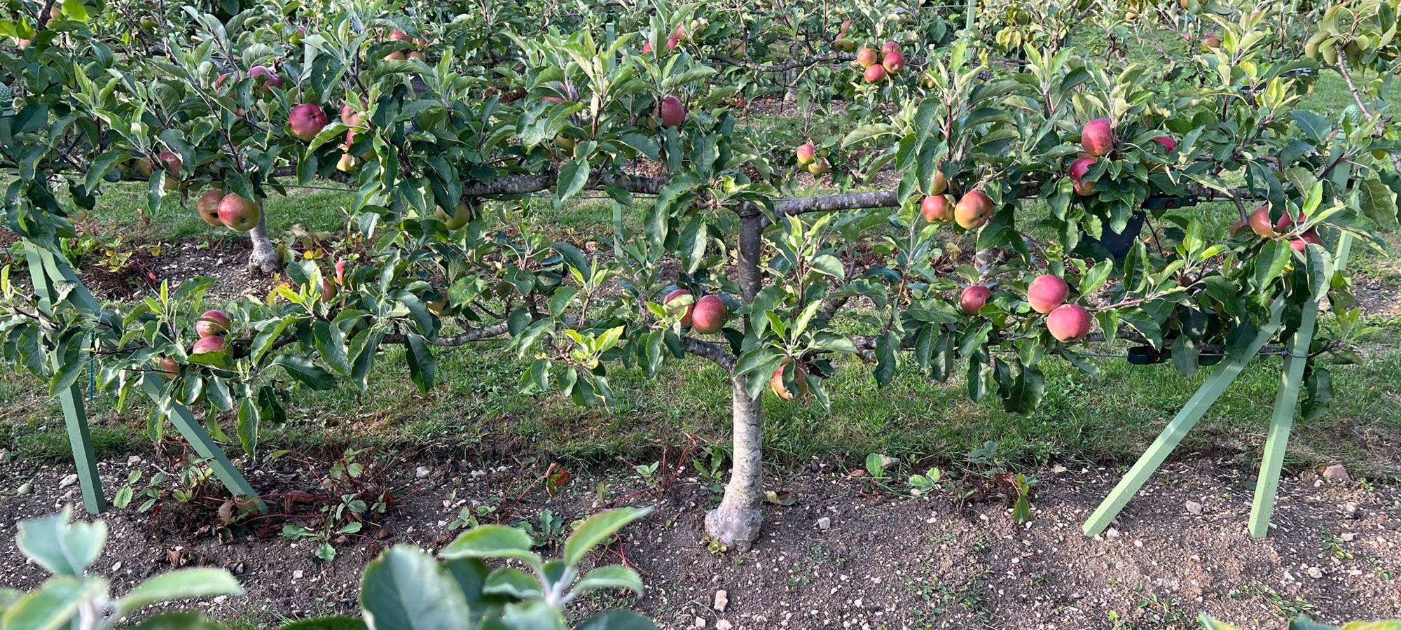 ESPALIER EN CORDONS DANS LES VERGERS-POTAGERS