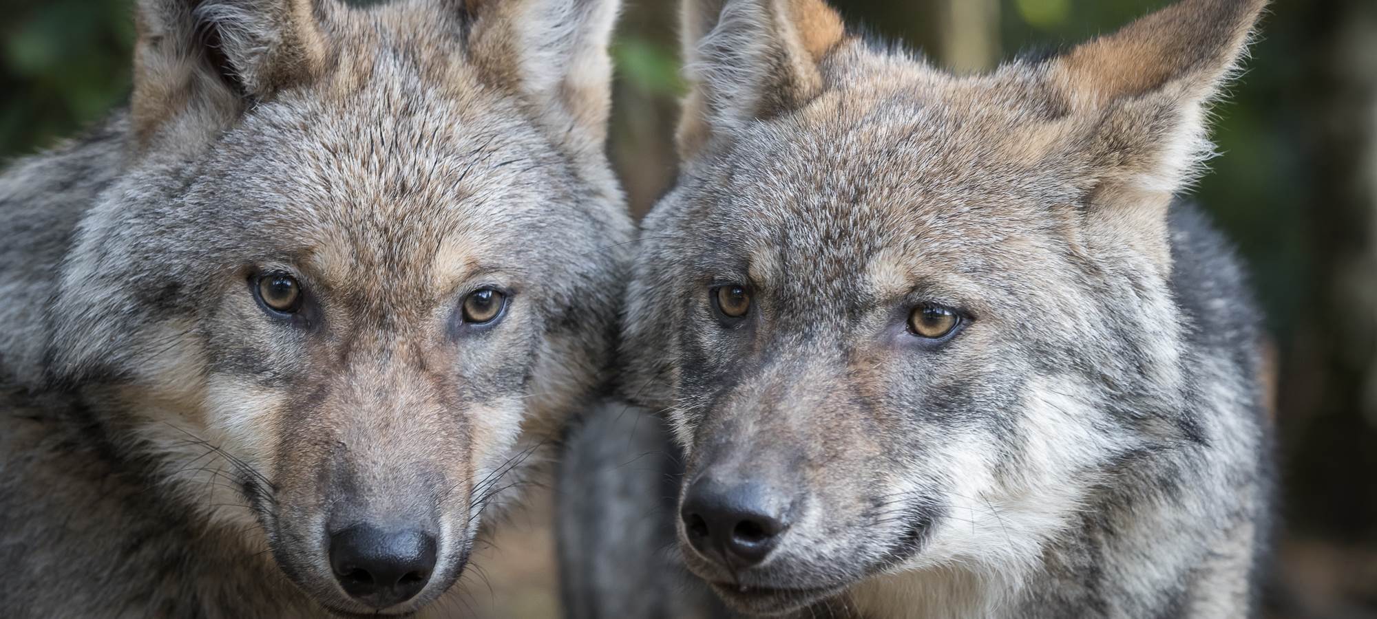 Copyright Alain-Thimmesch-Loups- Parc A gibier LA Roche-en-Ardenne