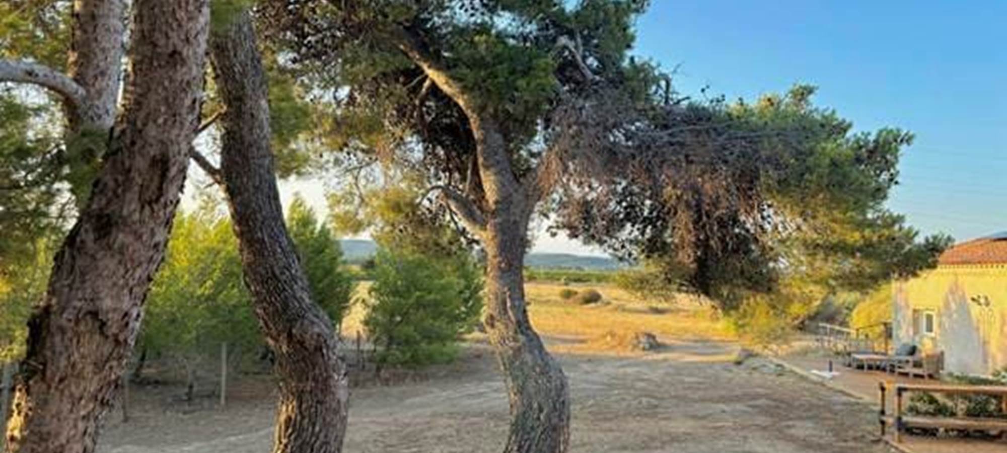 des pins tous autour des gîtes