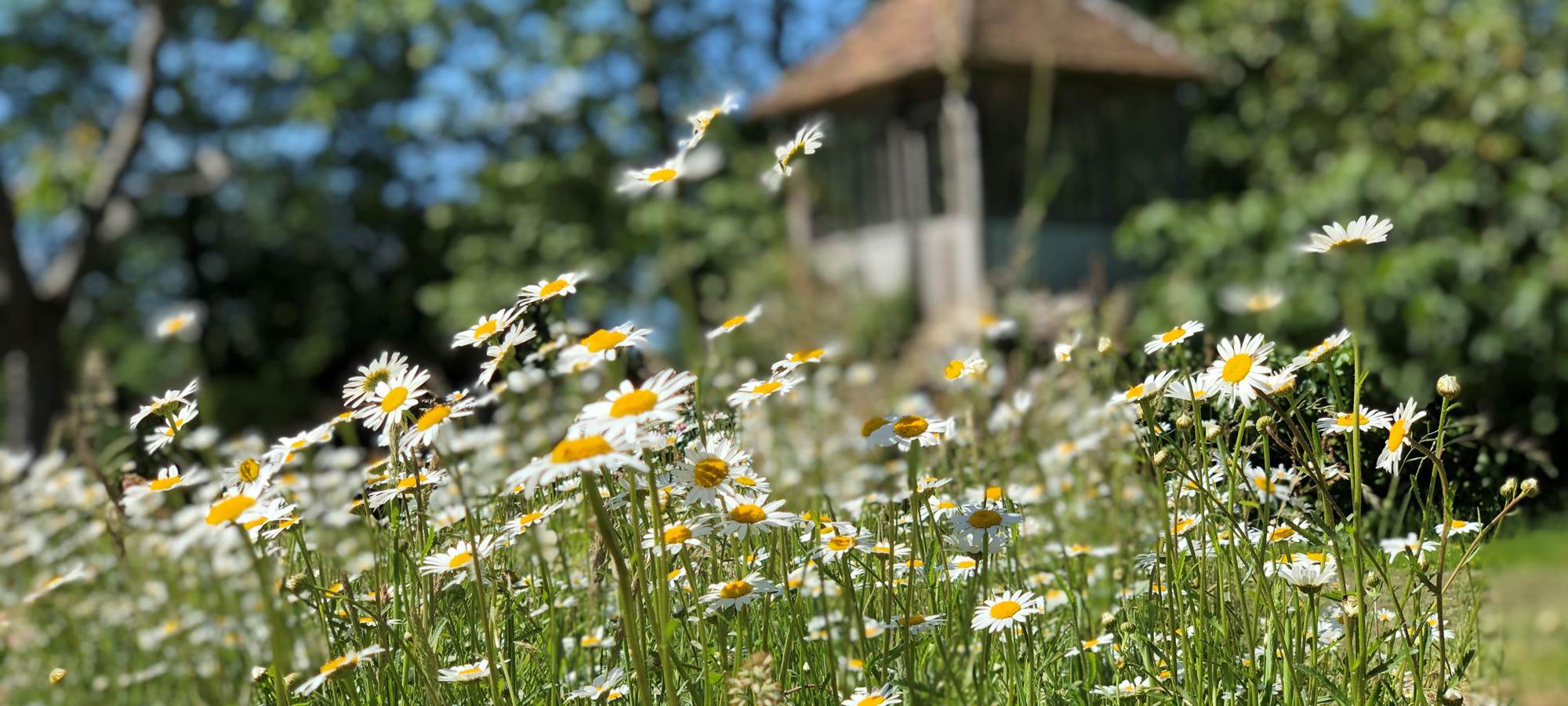 Printemps fleuri -Parc de la Villa Rochette