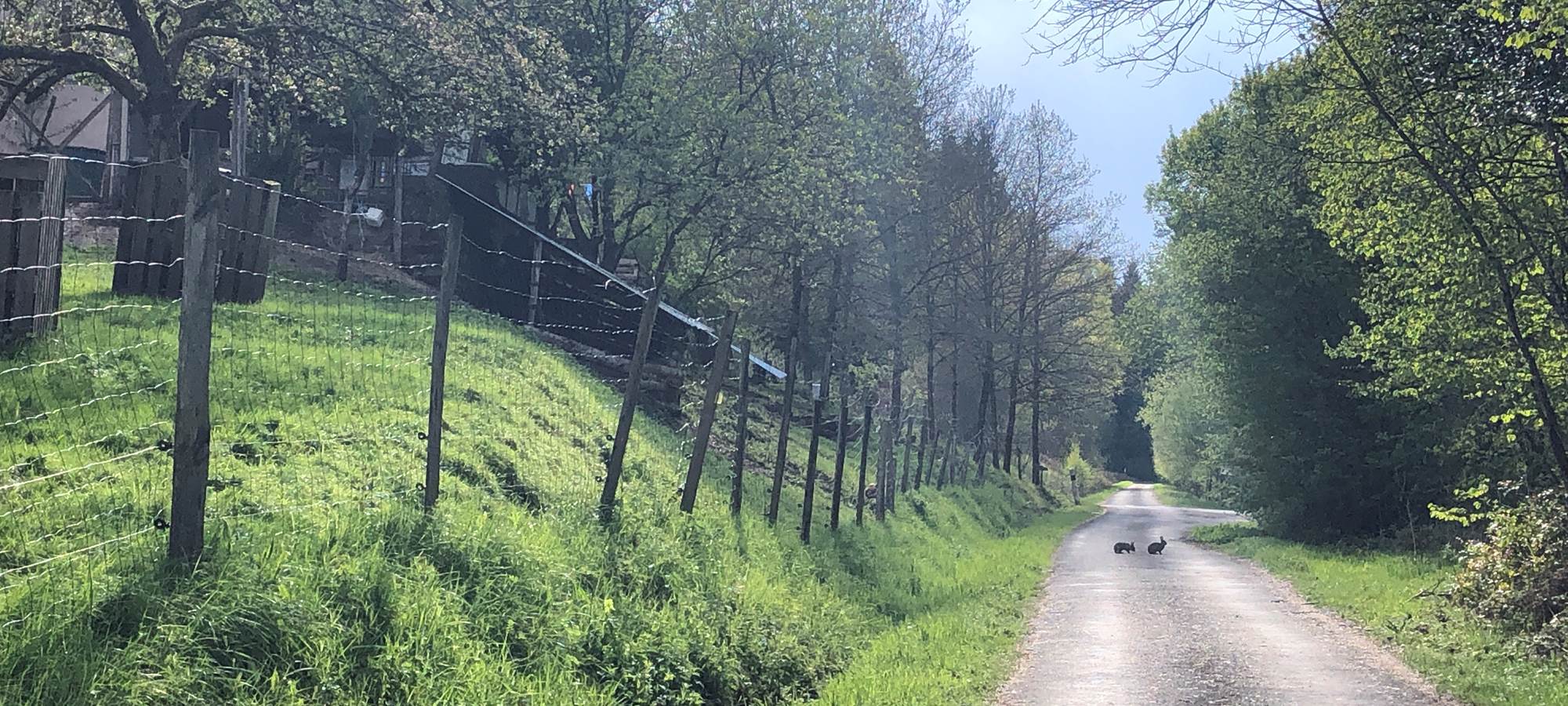 gîte et chambre d'hôte avec animaux