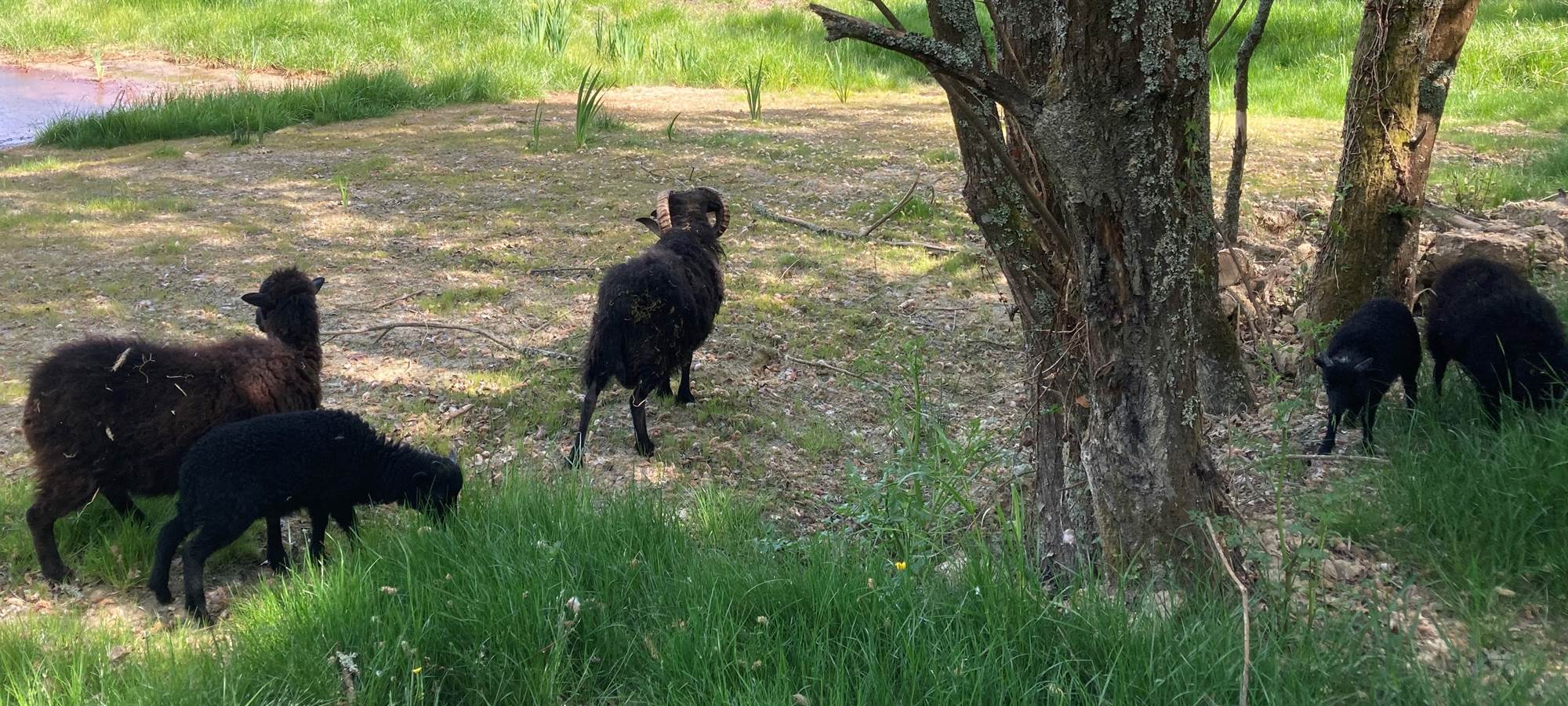 Ecolodge Charles Ashton mouton