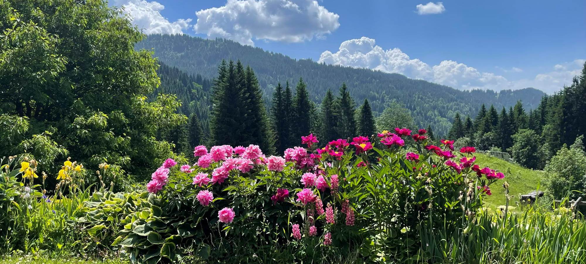 Pivoine-mois de juin-chalet-Beauregard-ciel-cumulus