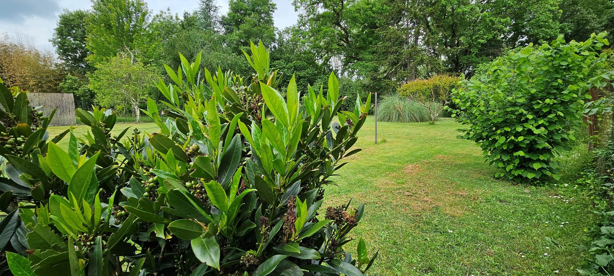 Jardin arboré