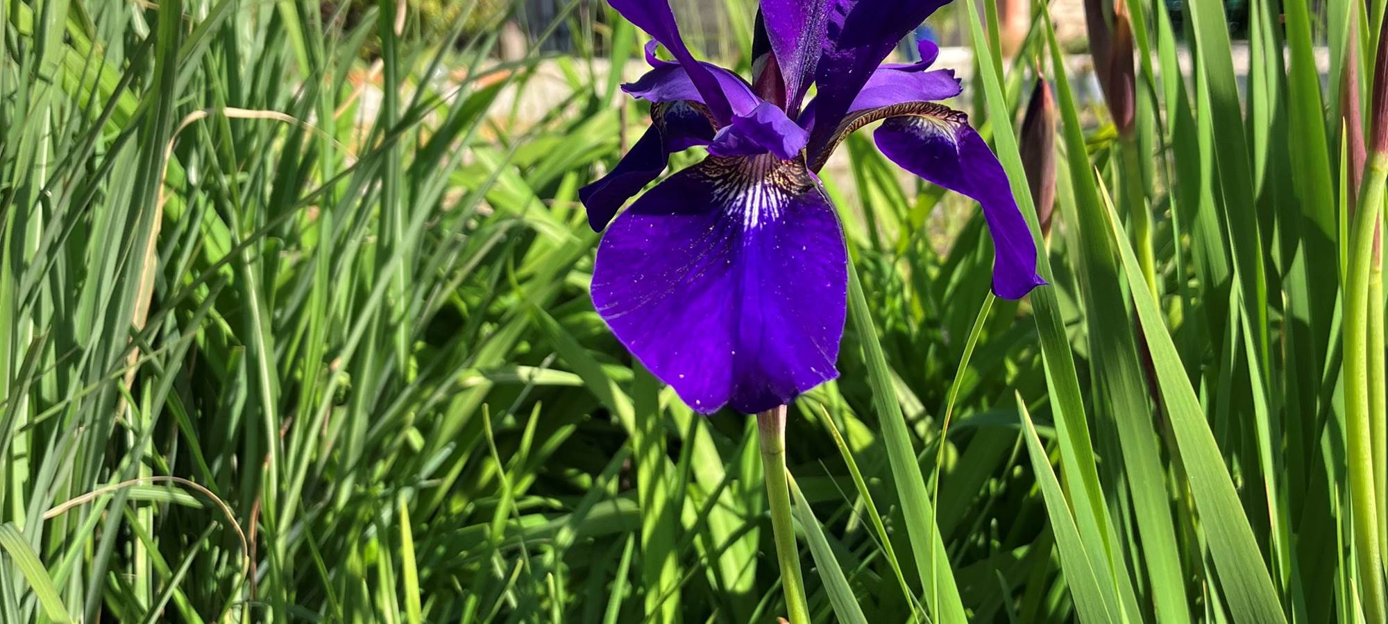 aufildeleau-cotentin-bnb-chambre-hote-jardin