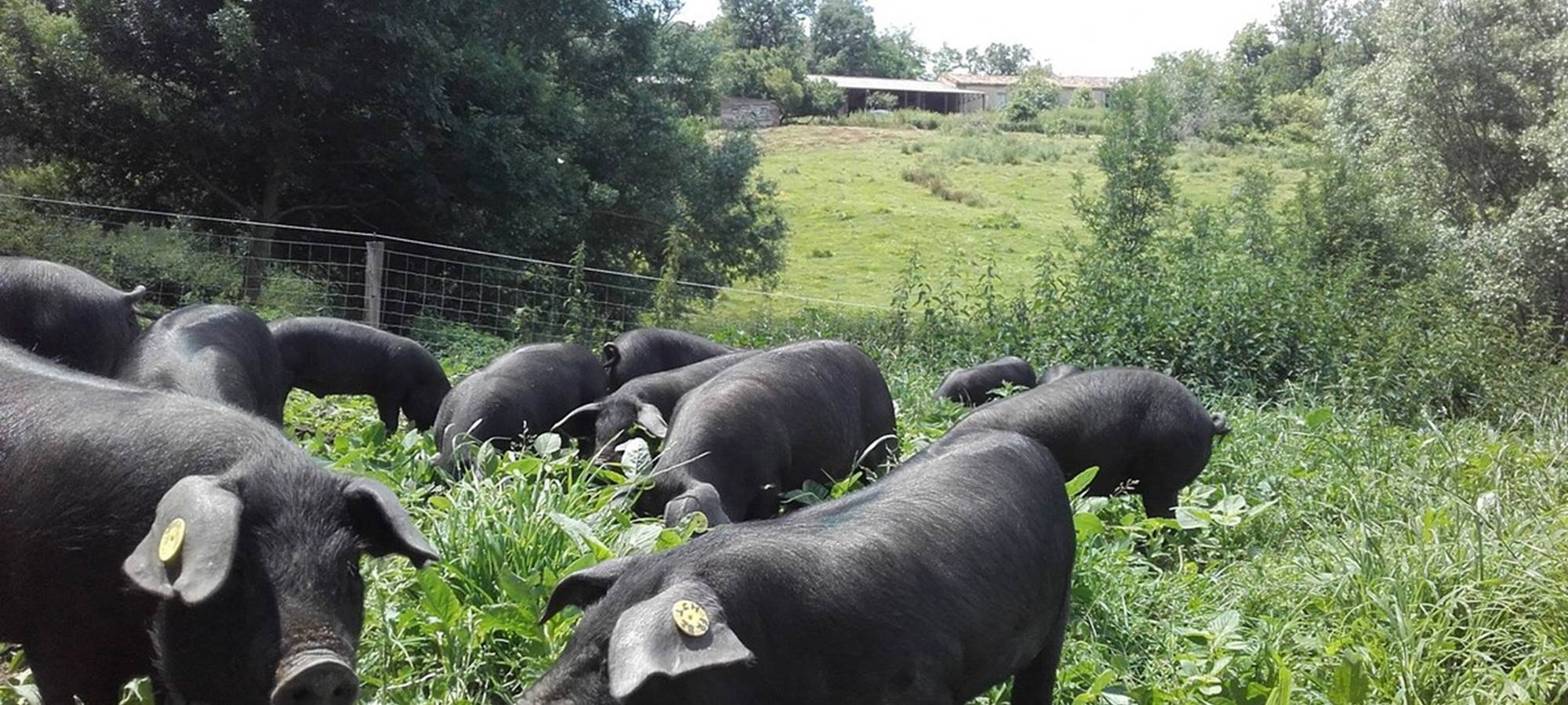 Porc noir gascon
