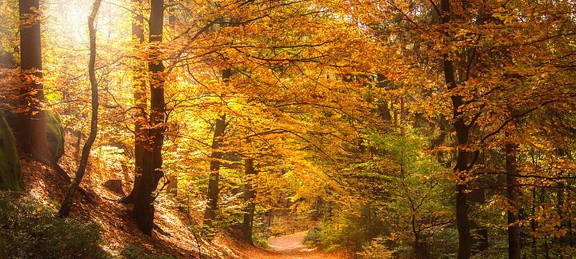 paysage  d'automne dans les vosges