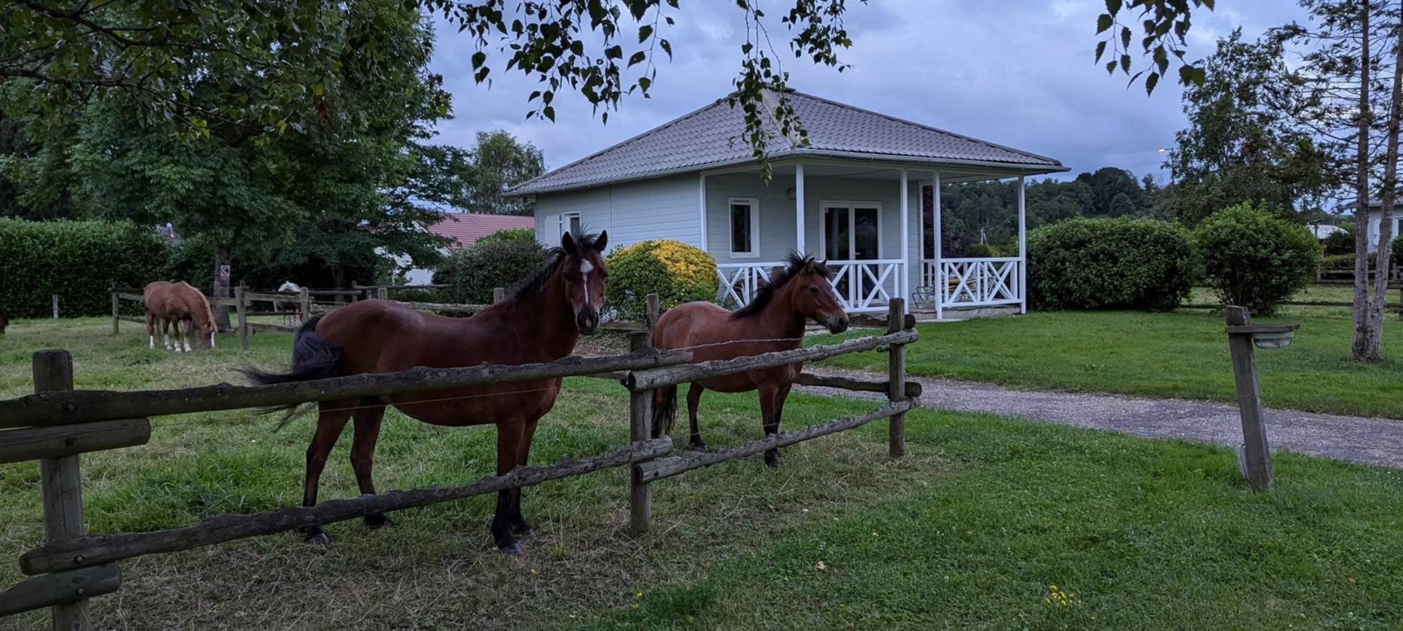 Poneys de l'écurie de Lili