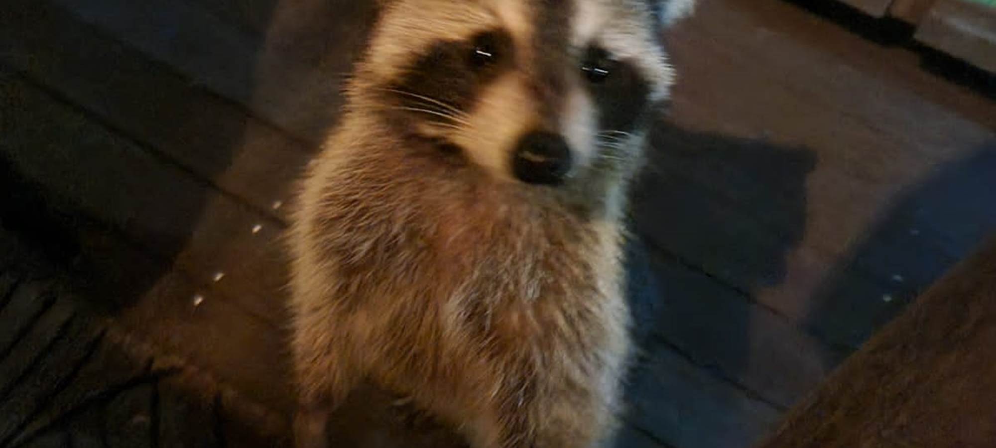 un racoon au lodge