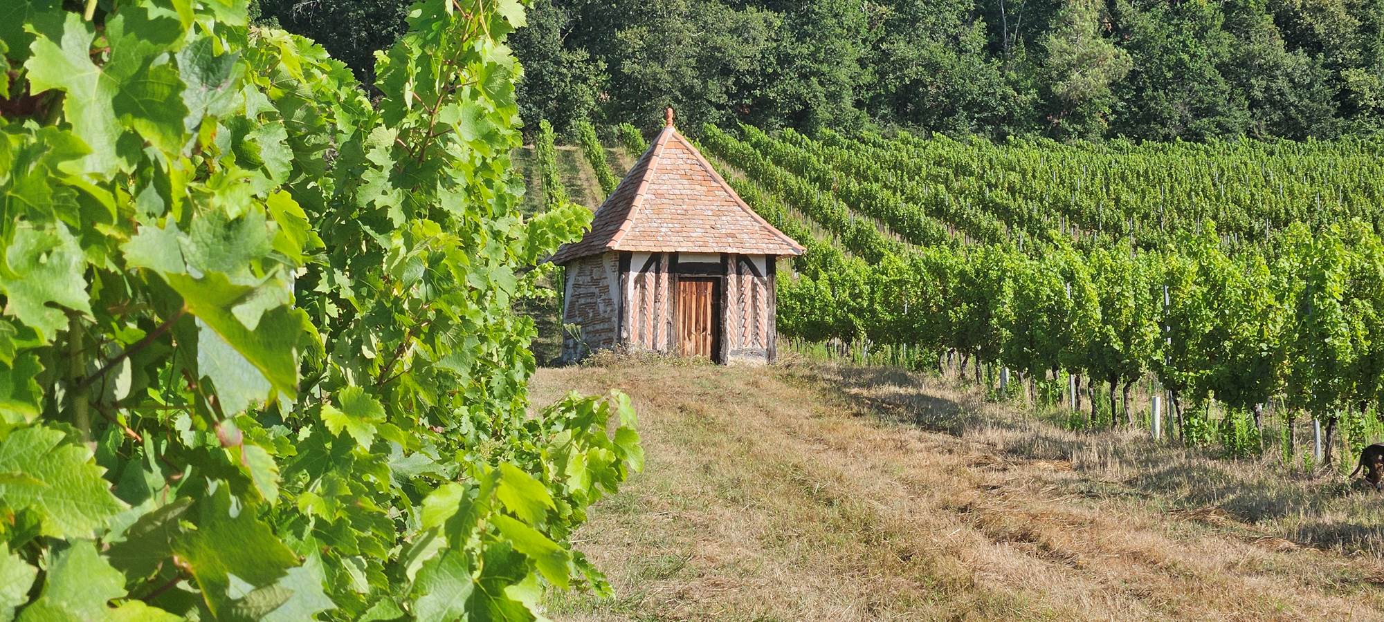 Vignoble