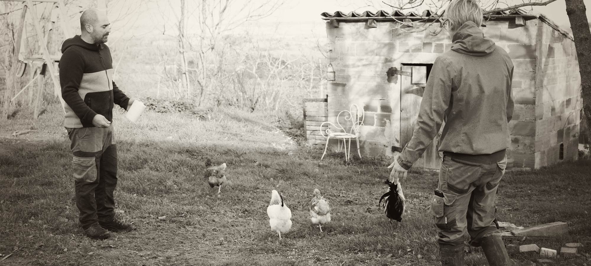 Les poules, le coq et peut-être les poussins ?