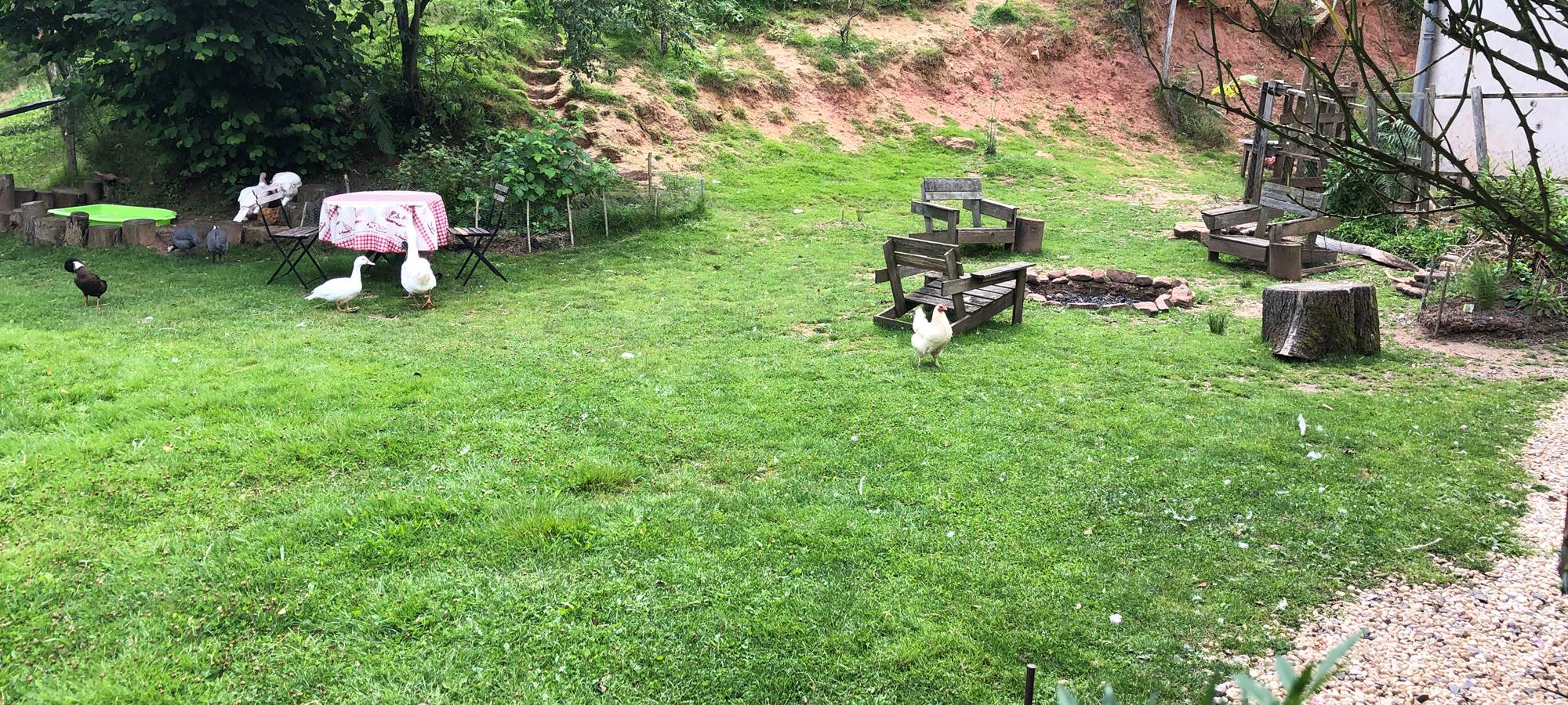 gîte à la ferme,  nos animaux en liberté