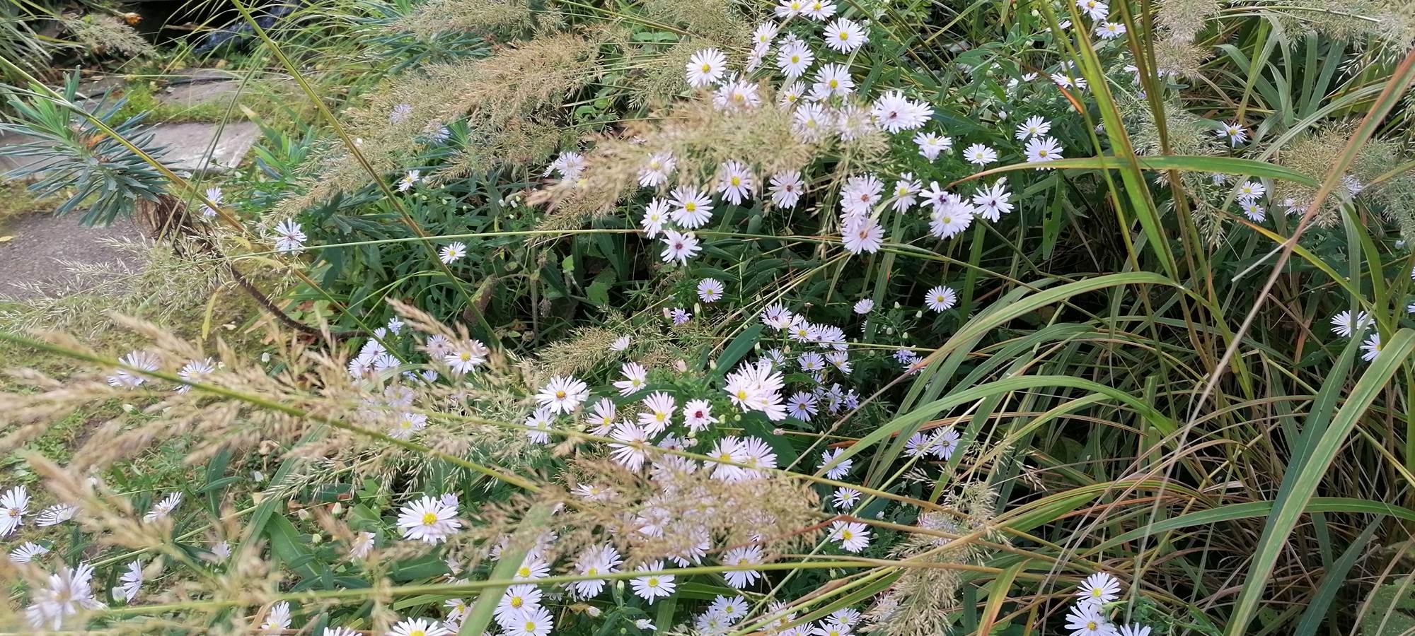 Jardin à  La Malposte à Reviers