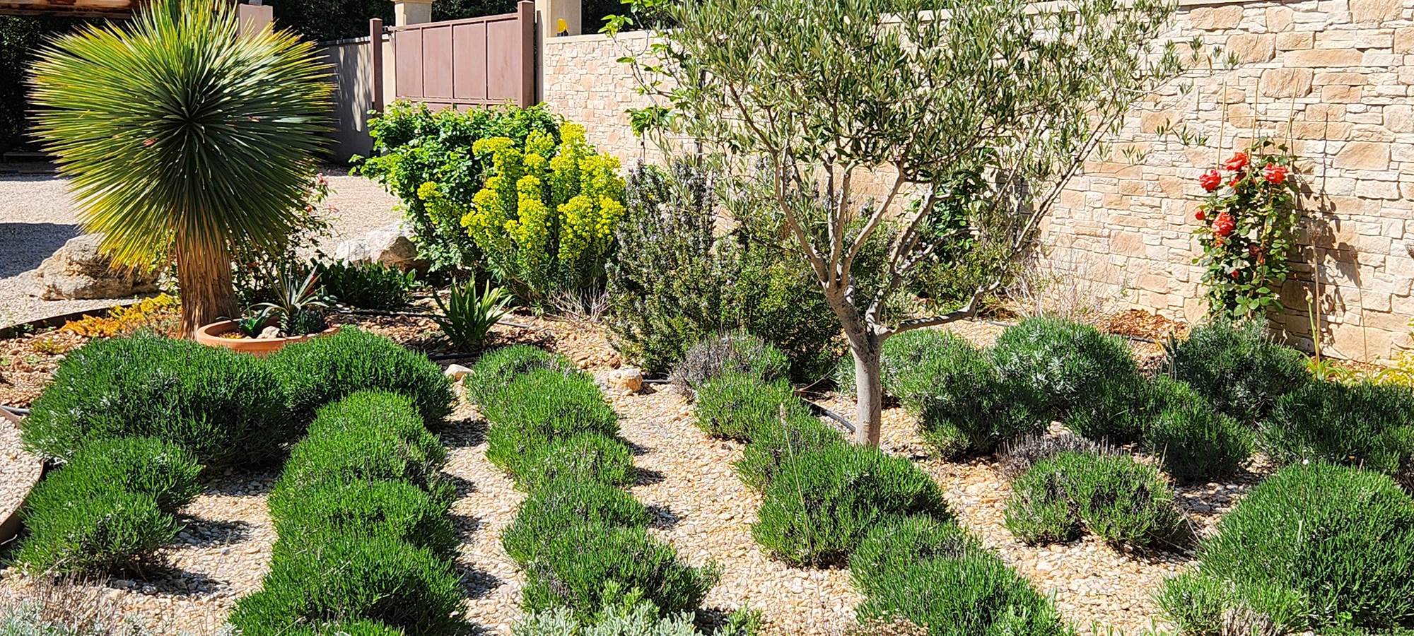 24 jardinet de lavandes