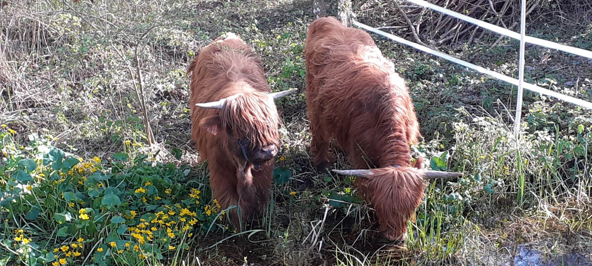 Domaine du Gué du Roi Vaches Highland