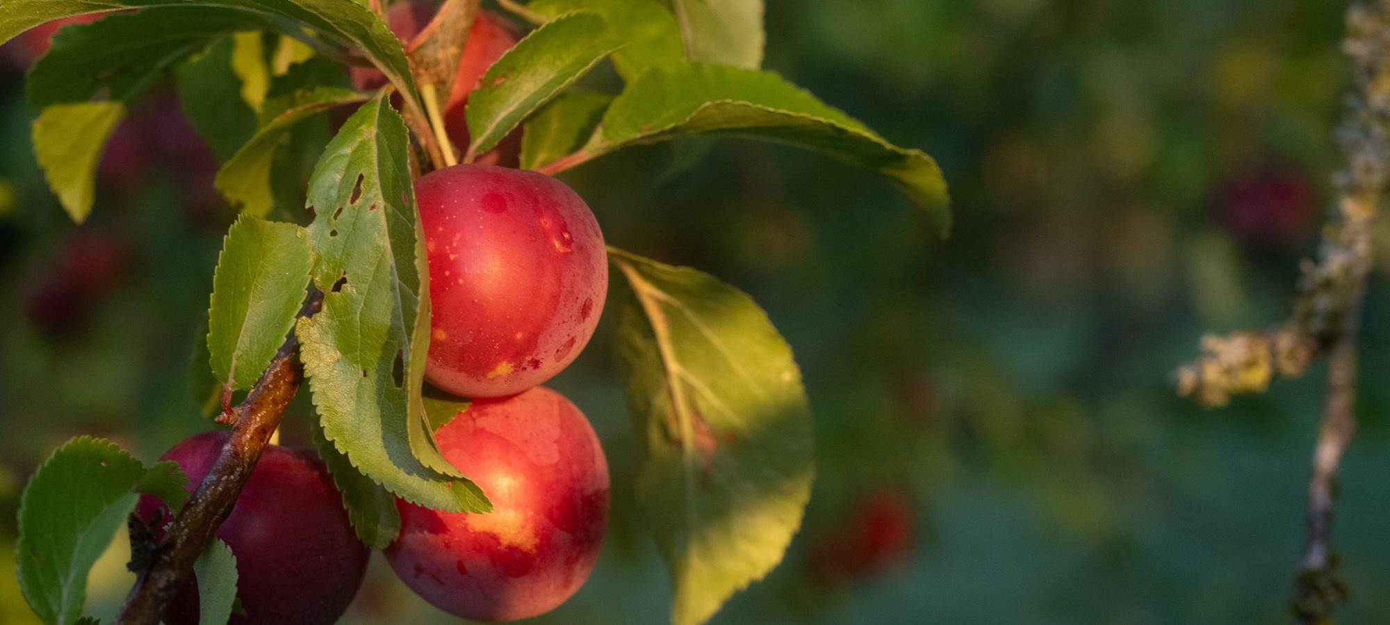 09 Jardin.- MSA_0684_