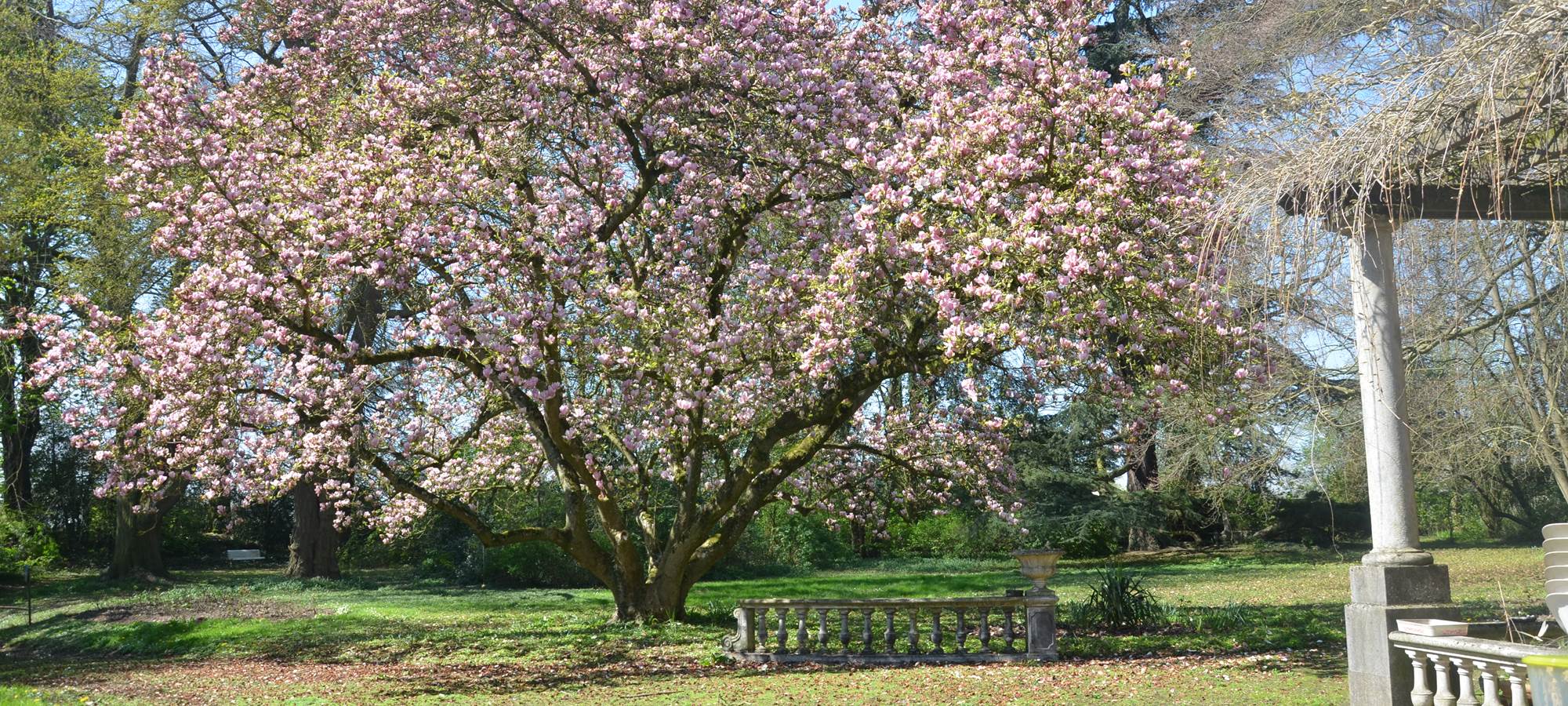 Photo Magniolia du 18042019 (13)