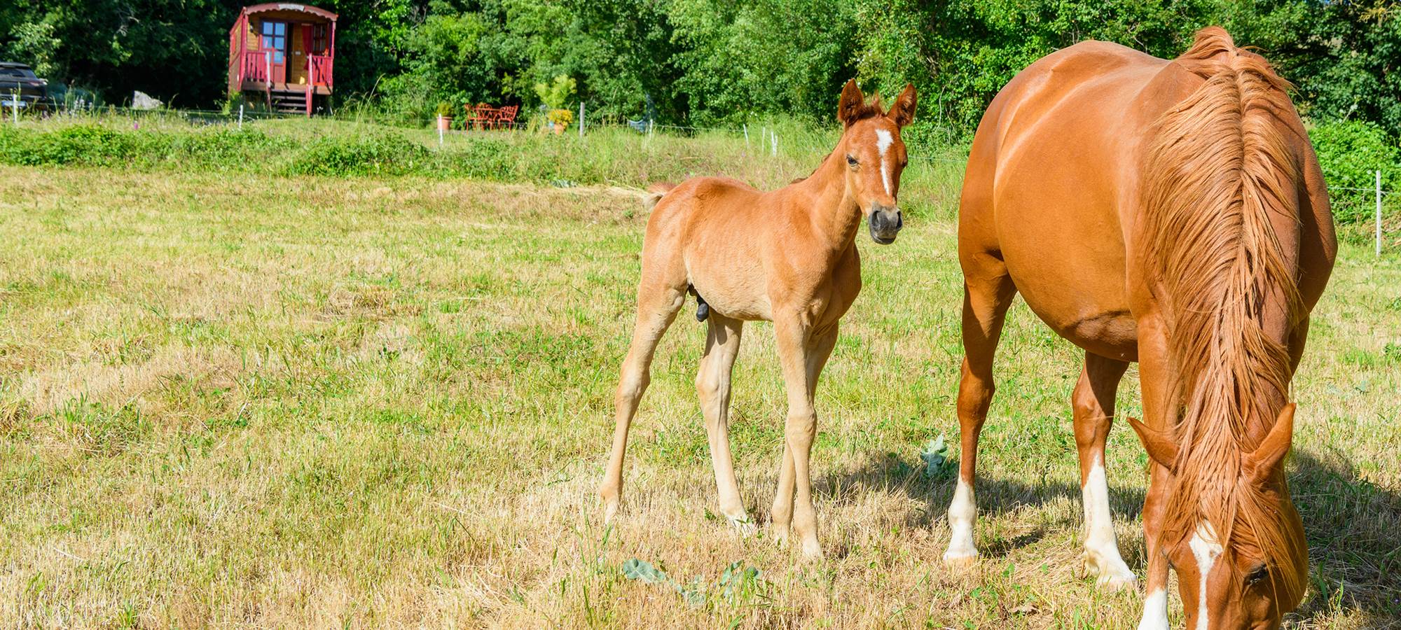 Poulain Pur Sang Arabe