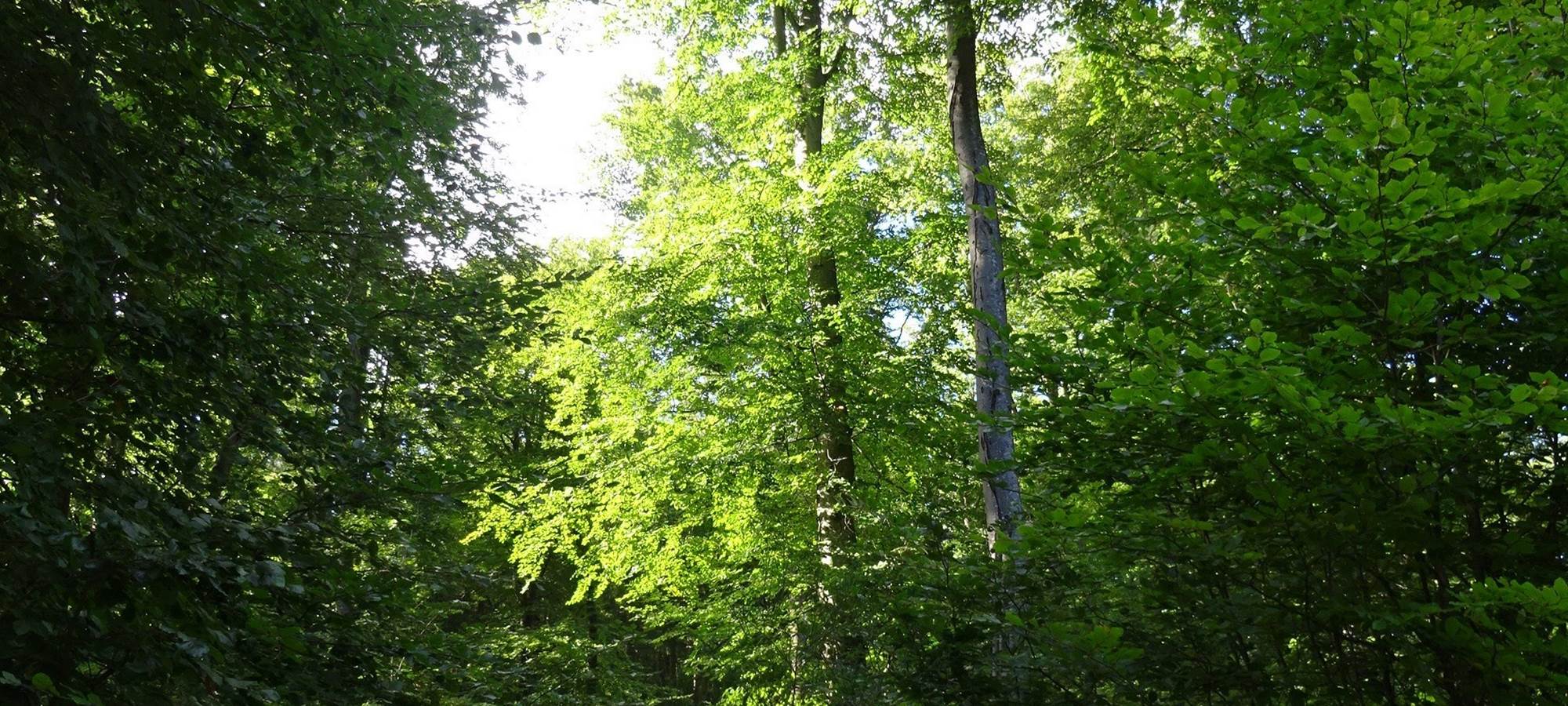 coucher de soleil en forêt