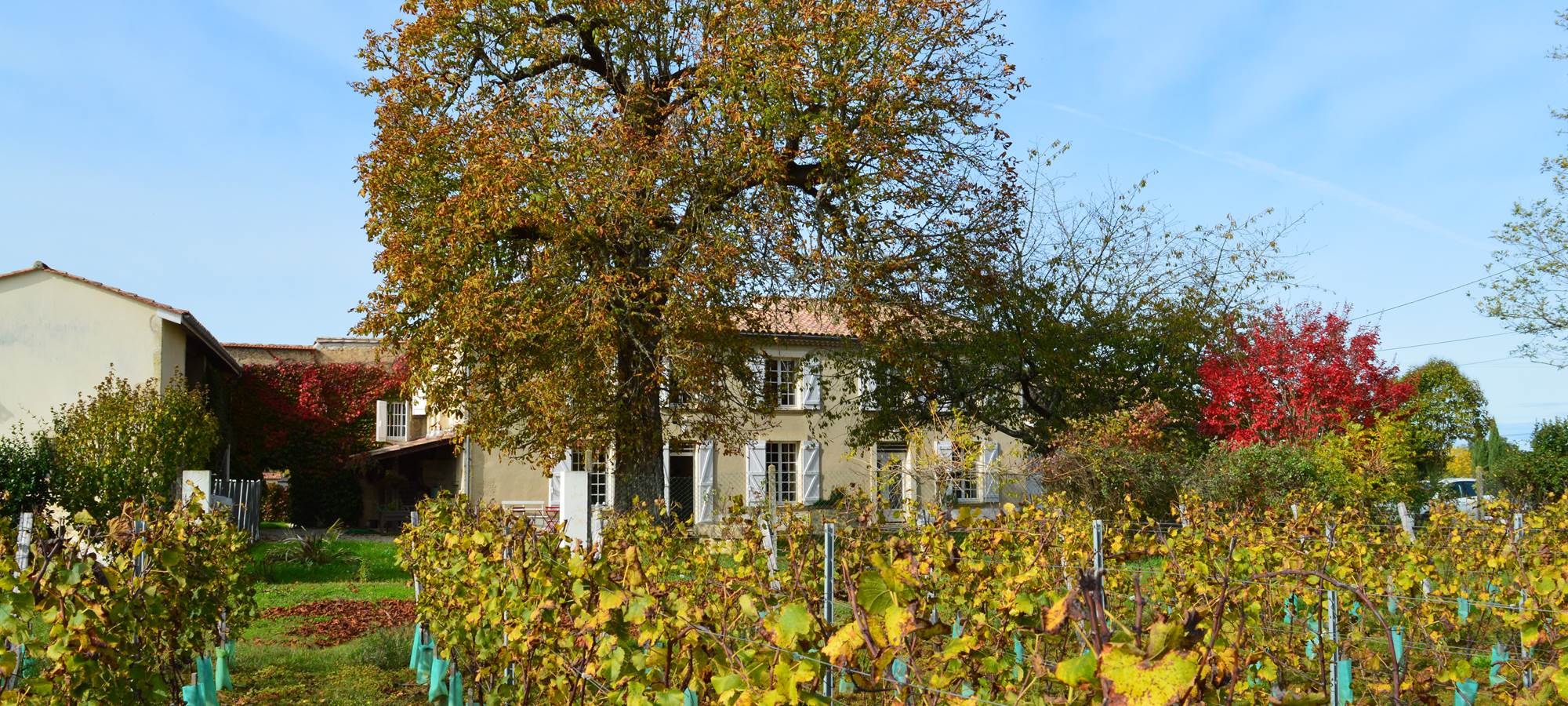 La maison depuis les vignes