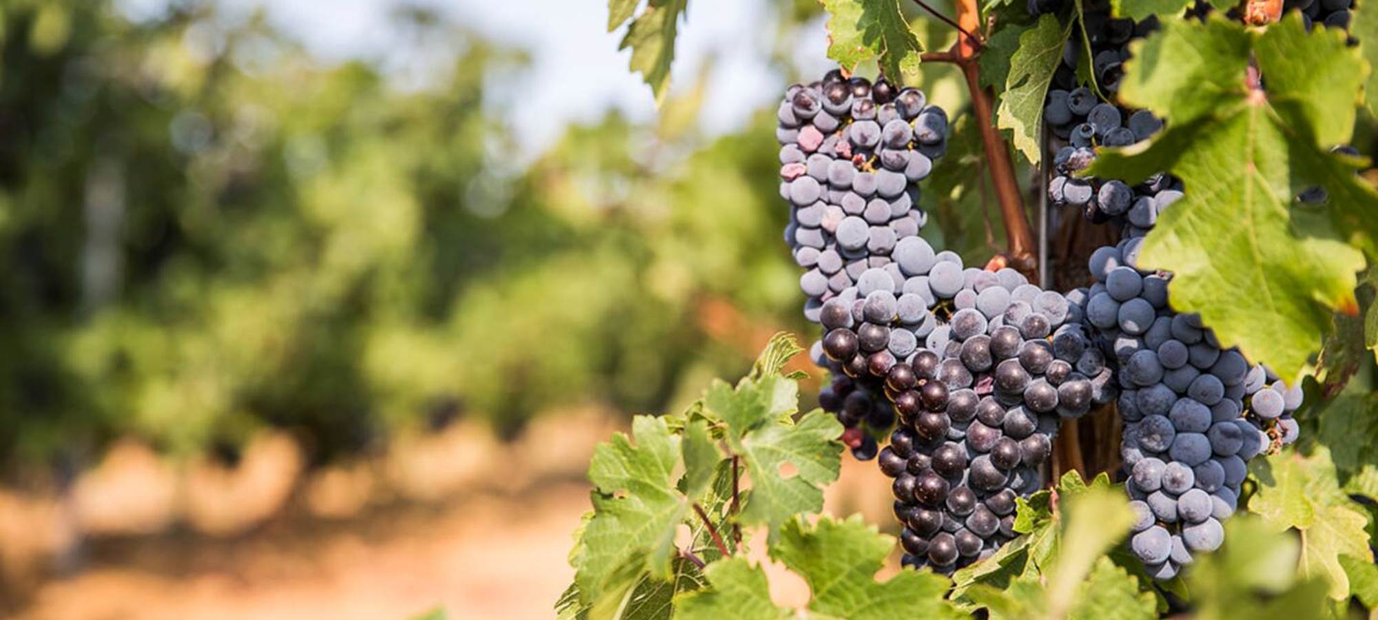 Sentier de randonnée dans le massif du Caroux, à proximité du Domaine Sainte Suzanne