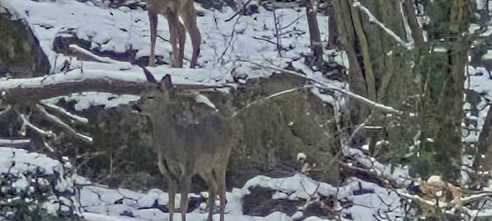passage de chevreuils dans le bois à l'arrière du  Loft du Renard