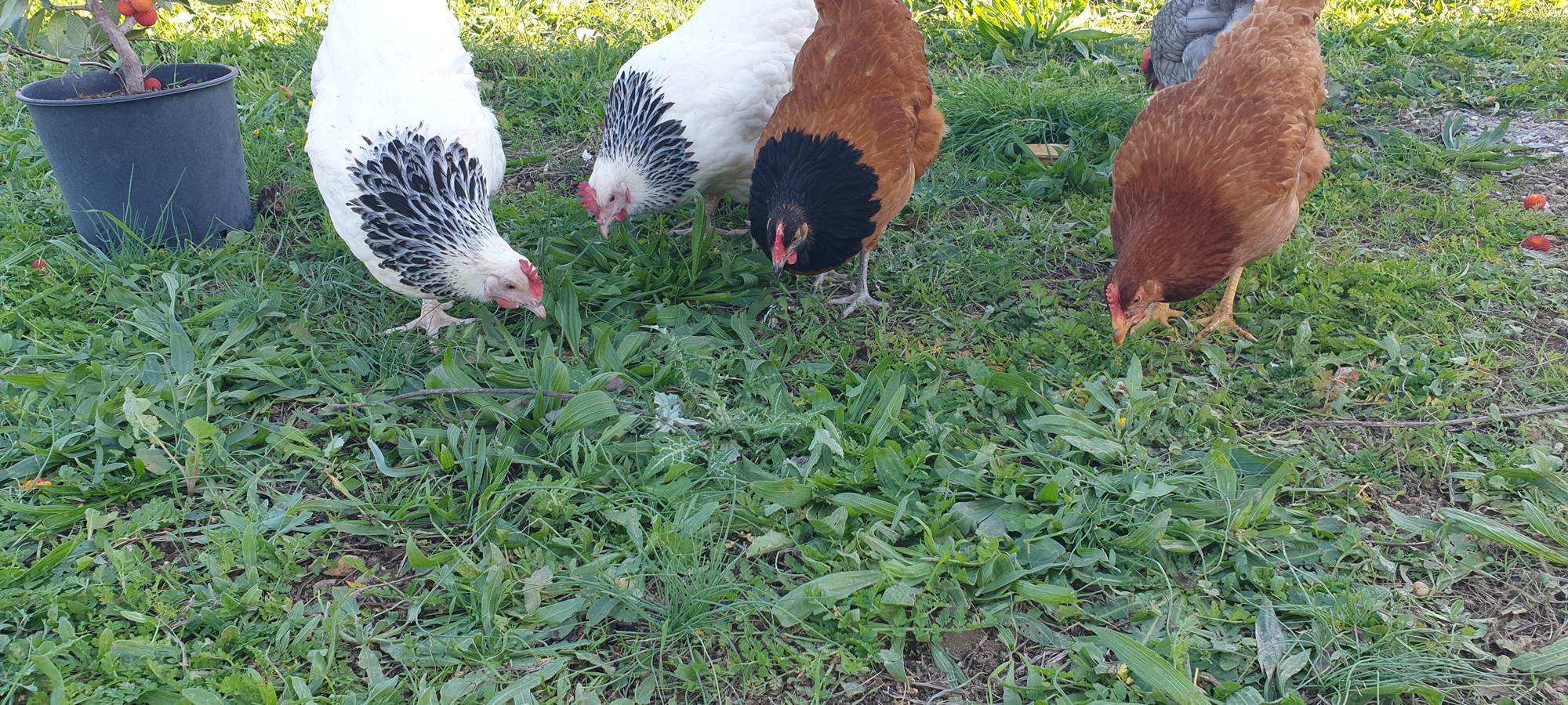 Des oeufs frais- Les Chambres de mon p'tit mas