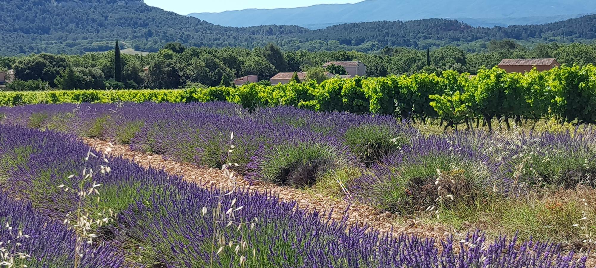 La plaine de Sylla à l'entrée des gites Luberon Lub'heureux
