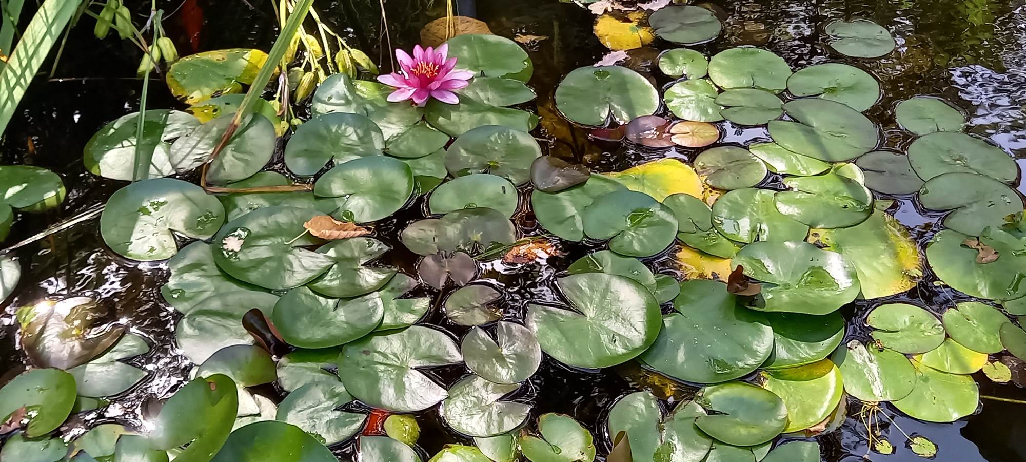 Notre bassin, lieu de biodiversité face au gîte