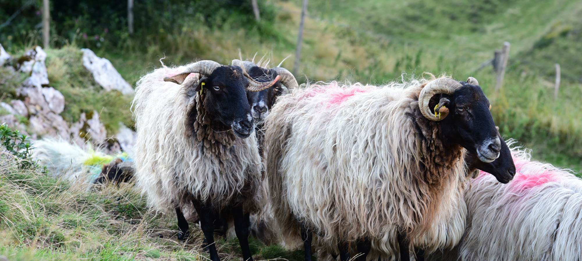 hôtel-restaurant-du-pont-d'Abense-transhumance
