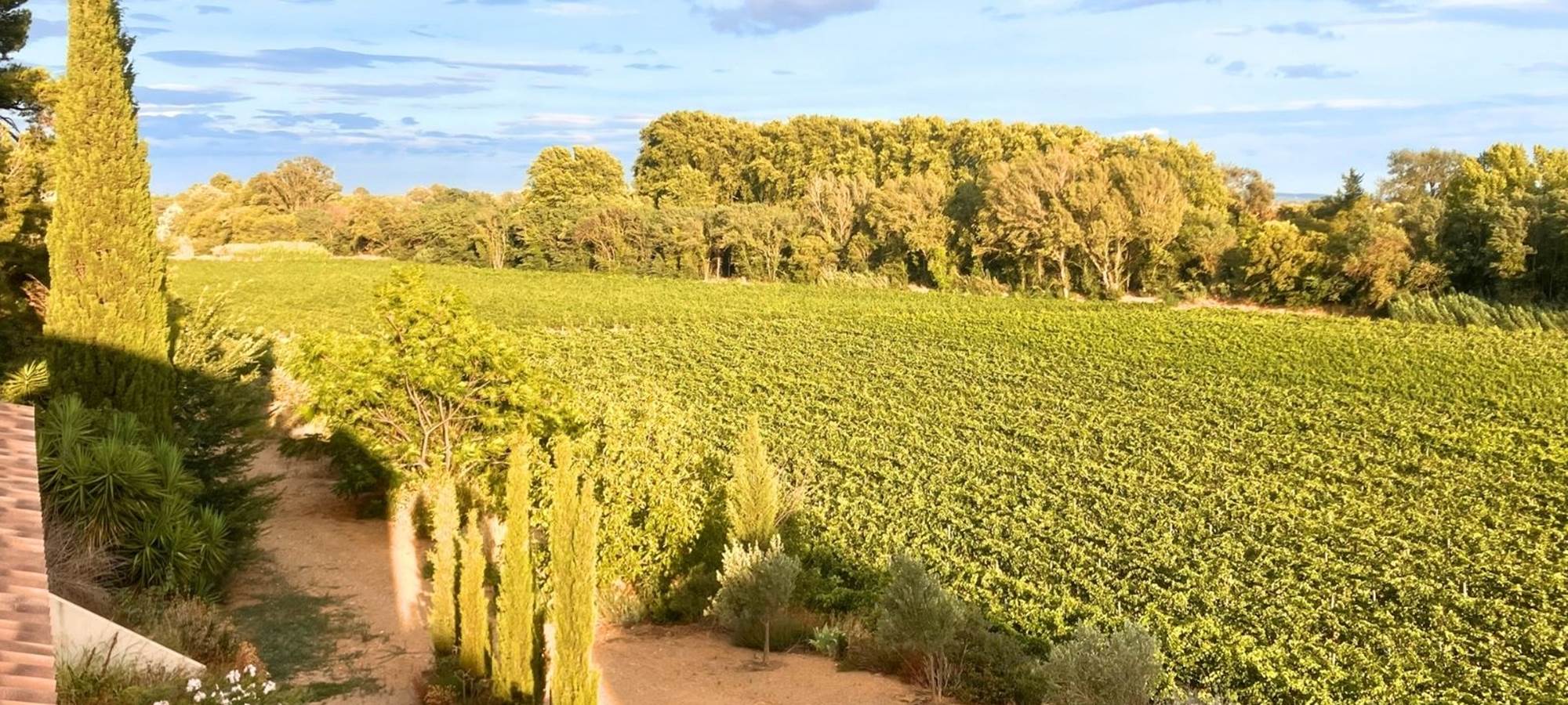 Occitanie Winery South of France