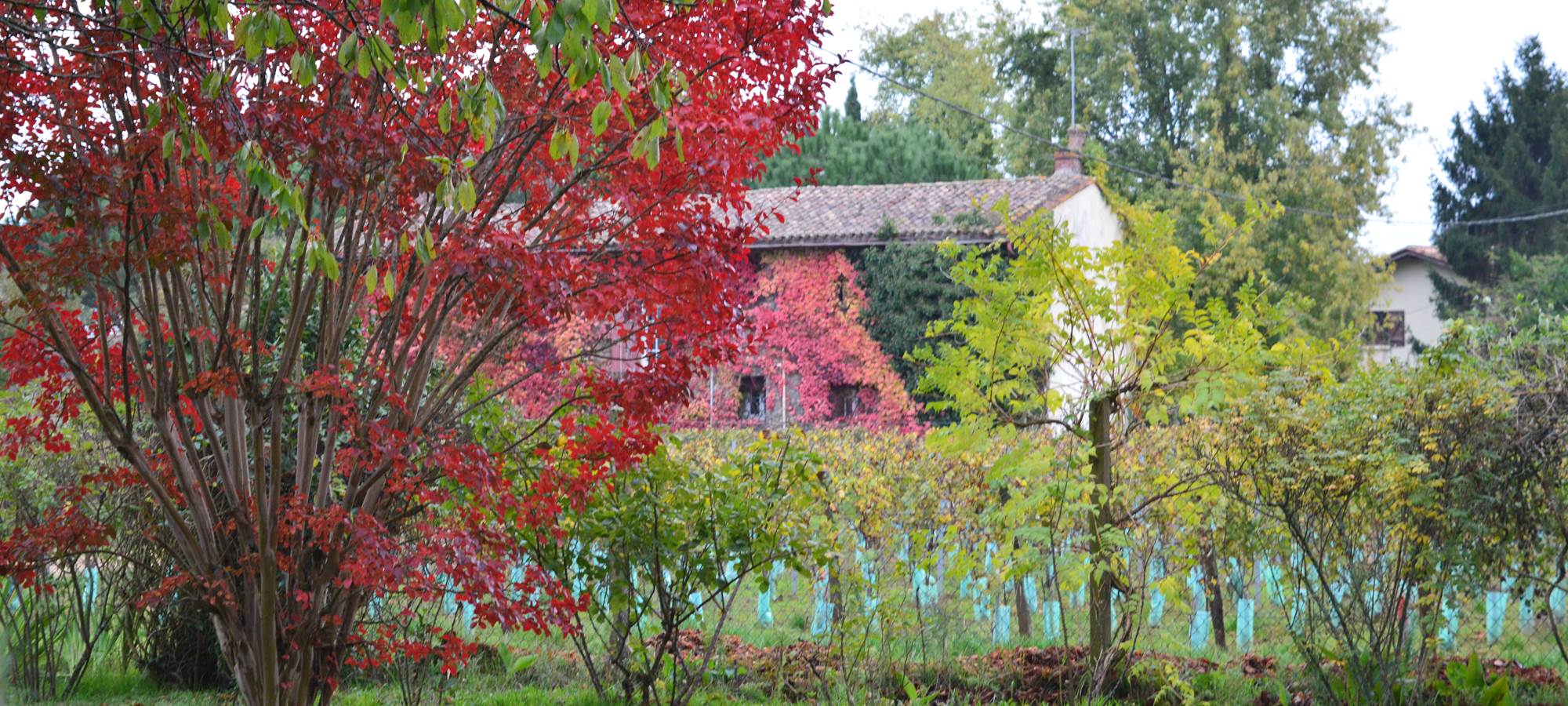 Le jardin vue sur vignes