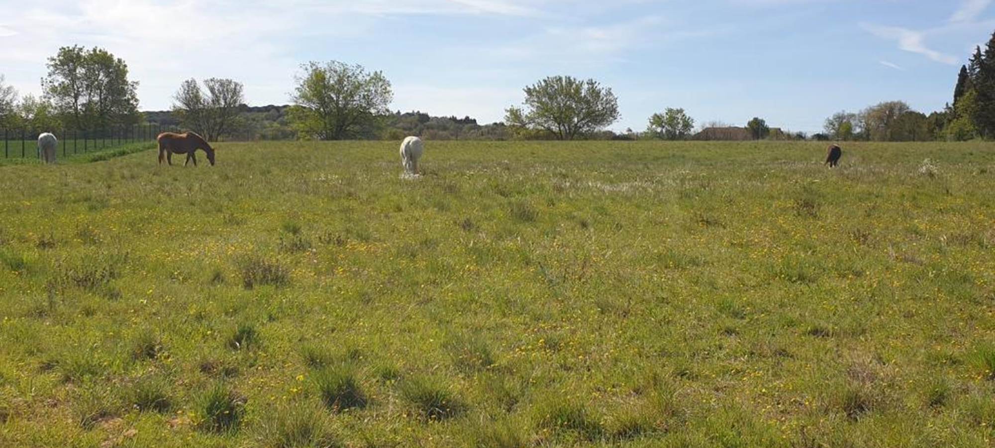 LES CHAMBRES DE MON P'TIT MAS - entre Béziers et Bessan - location de chambres d'hôtes dans une propriété rurale - nature - domaine équestre