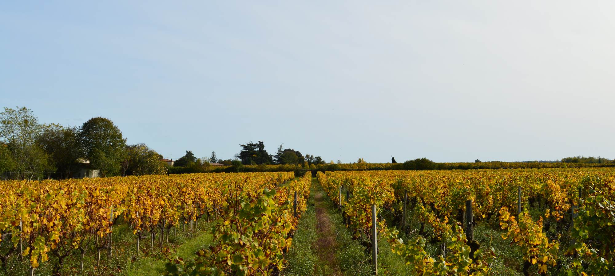 Les vignes alentour