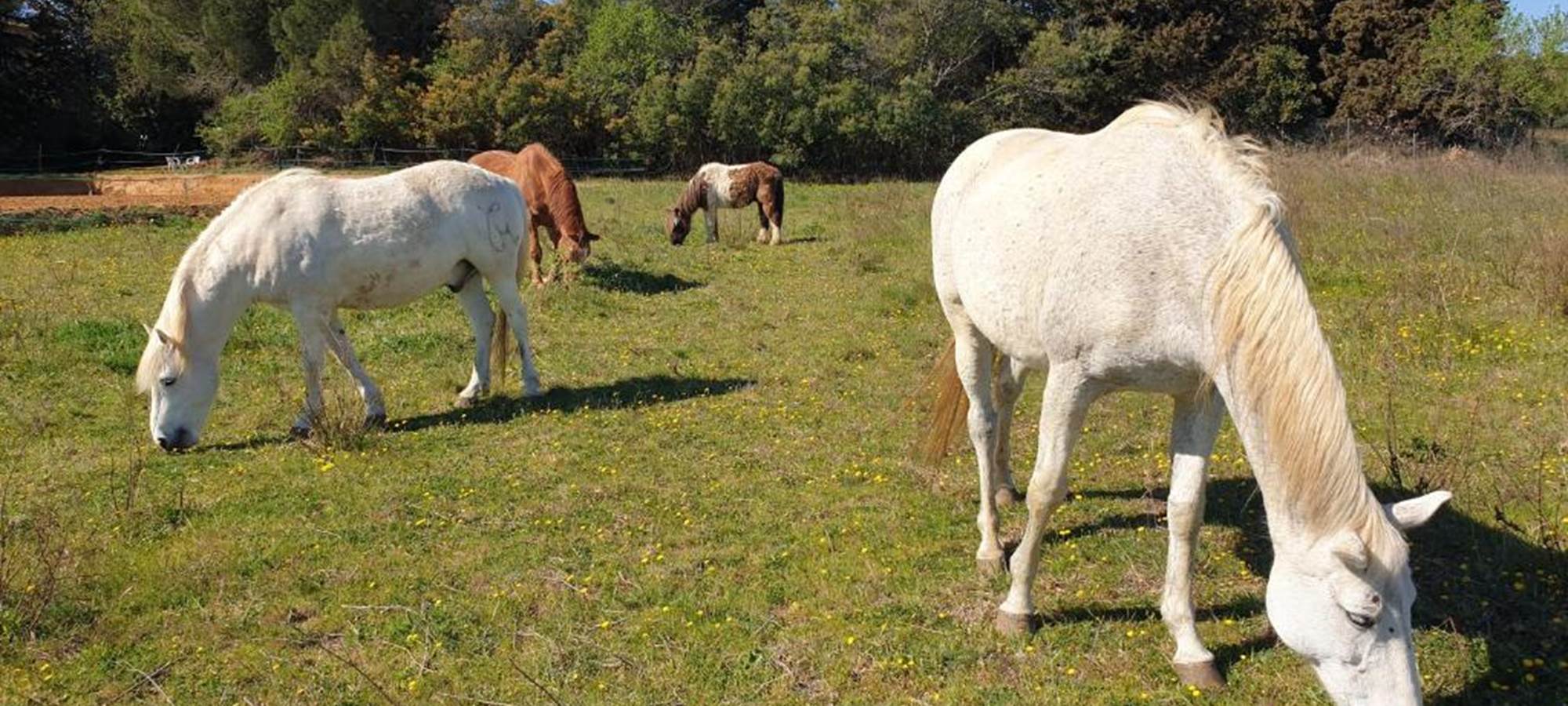 LES CHAMBRES DE MON P'TIT MAS - entre Béziers et Bessan - location de chambres d'hôtes dans une propriété rurale - domaine équestre