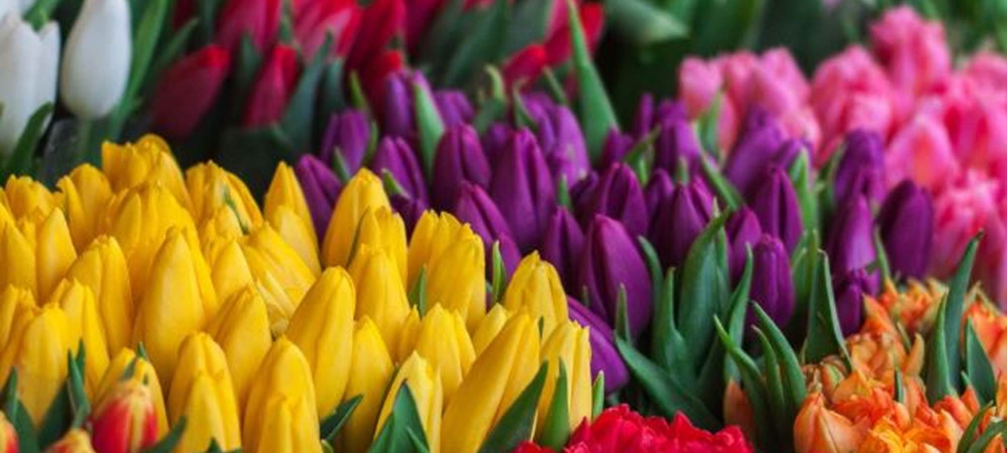 le mieux c'est de se les offrir...