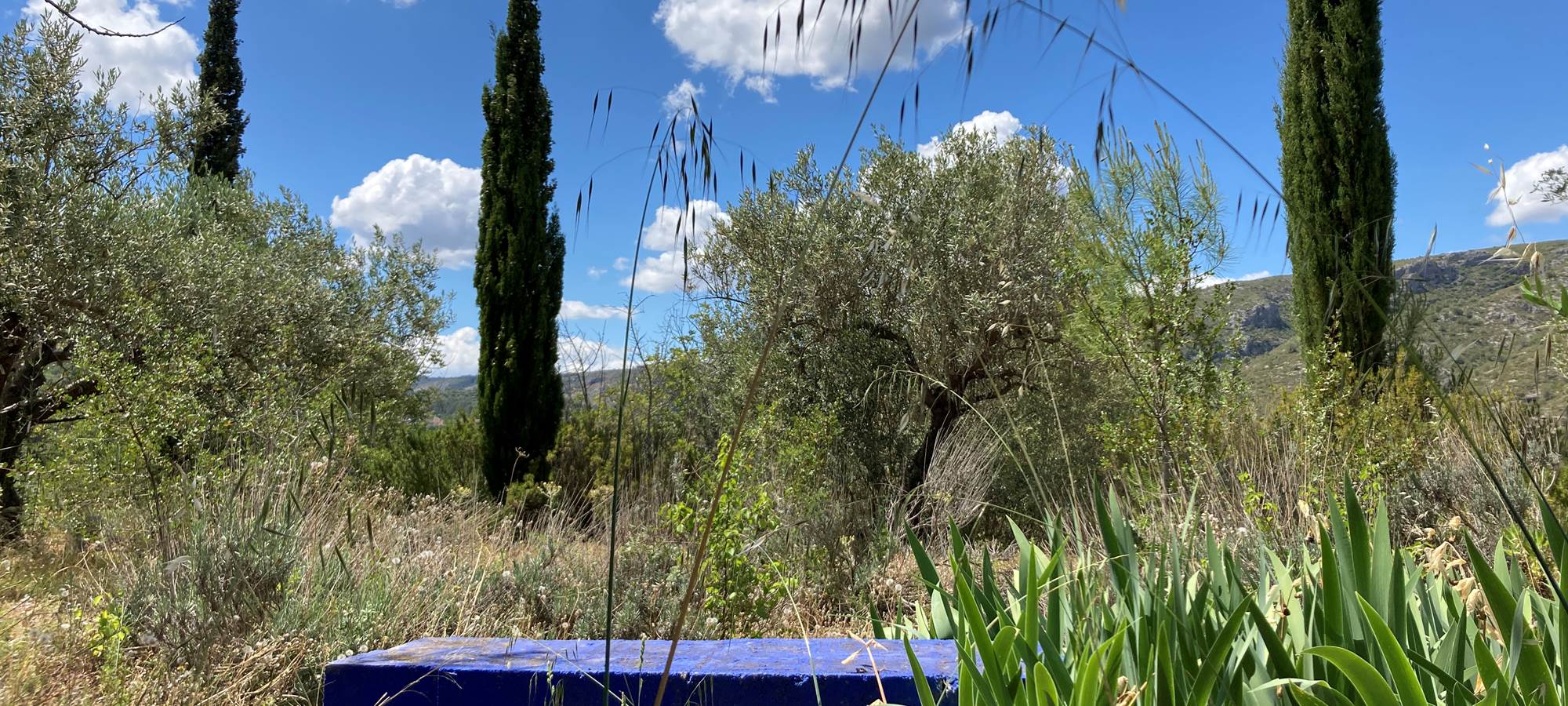 View from the garden