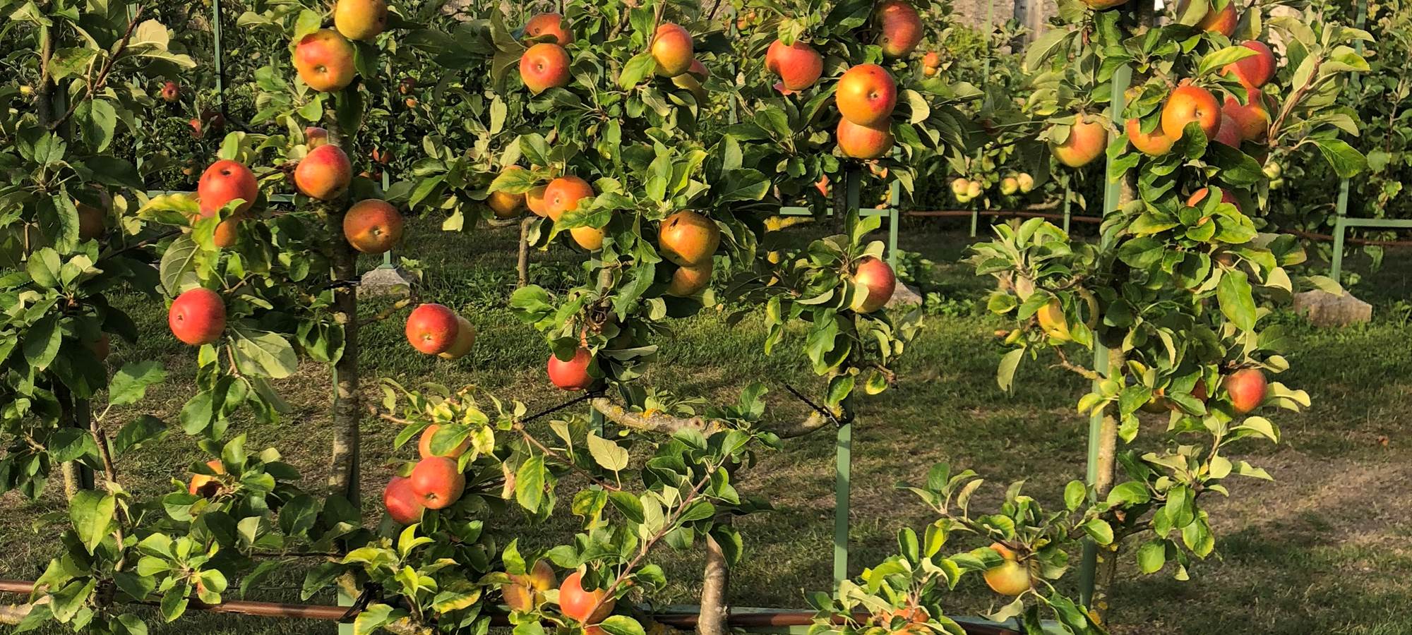 POMMIERS EN ESPALIER DANS LES VERGERS-POTAGERS