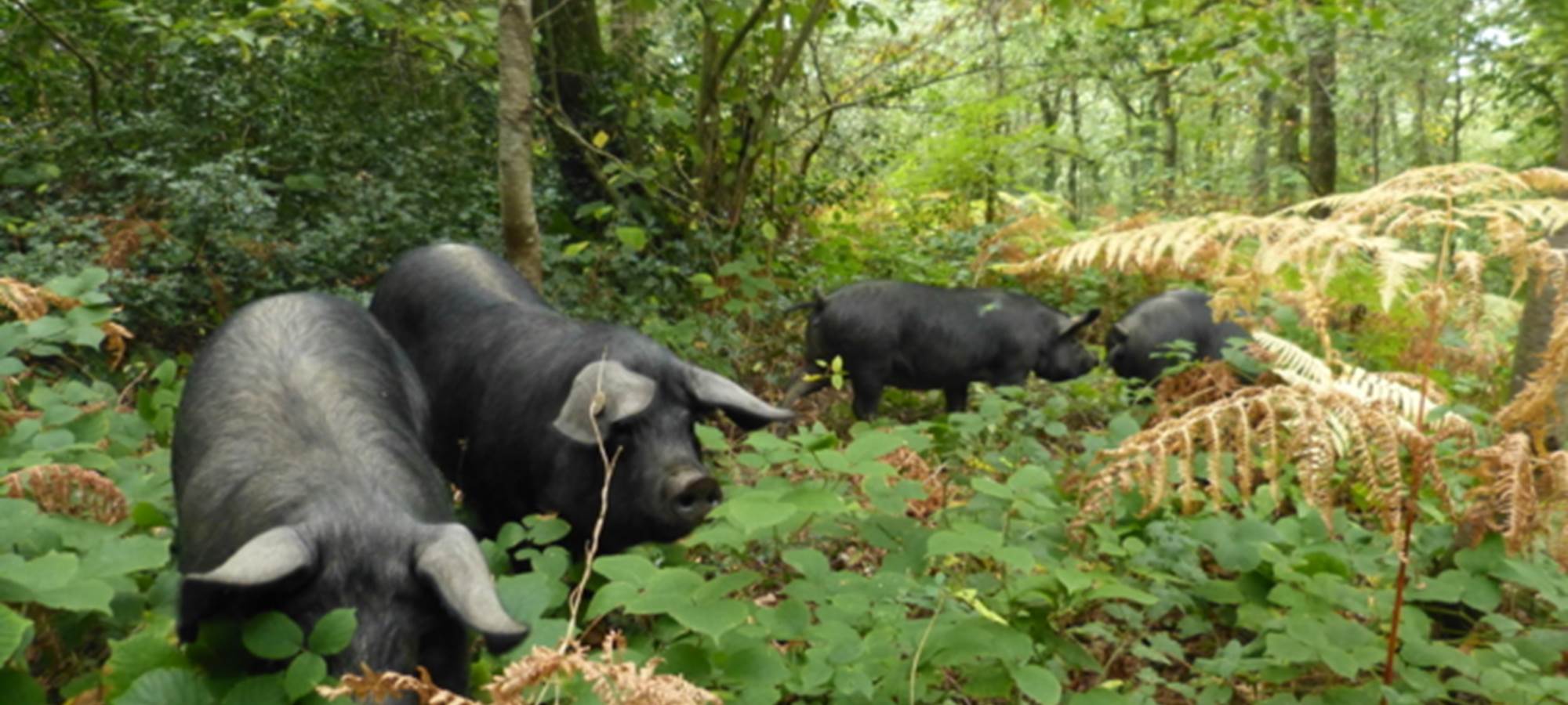 Les porcs noirs gascon en vadrouille