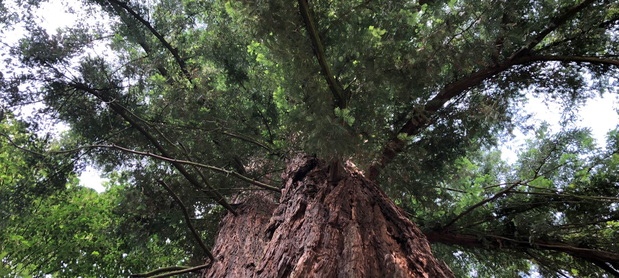 Le splendide Séquoia à deux têtes  de 300 ans, s'il pouvait parler  ?