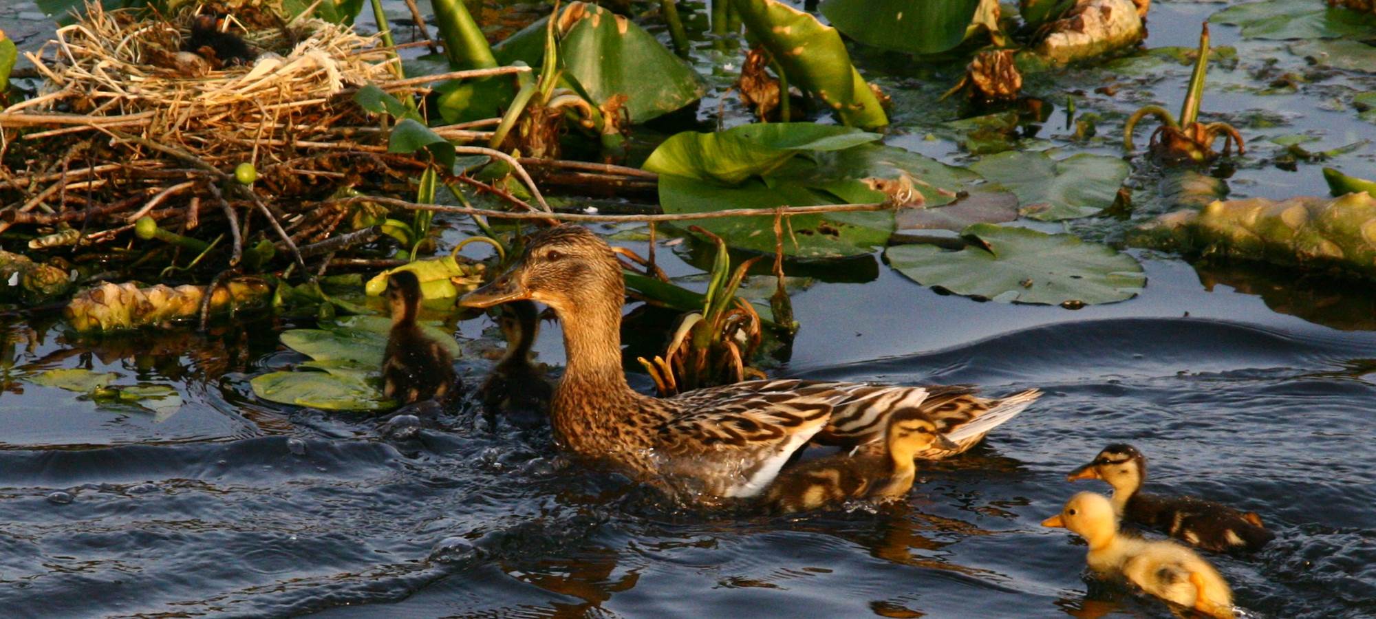 Etang à Vouilly  petits canards  et nid de poules d'eau