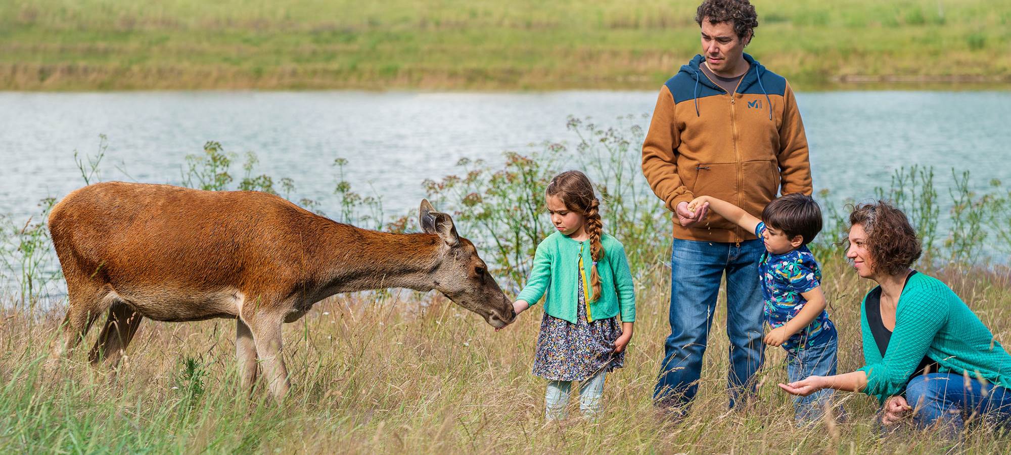 Les cerfs de la fardellière
