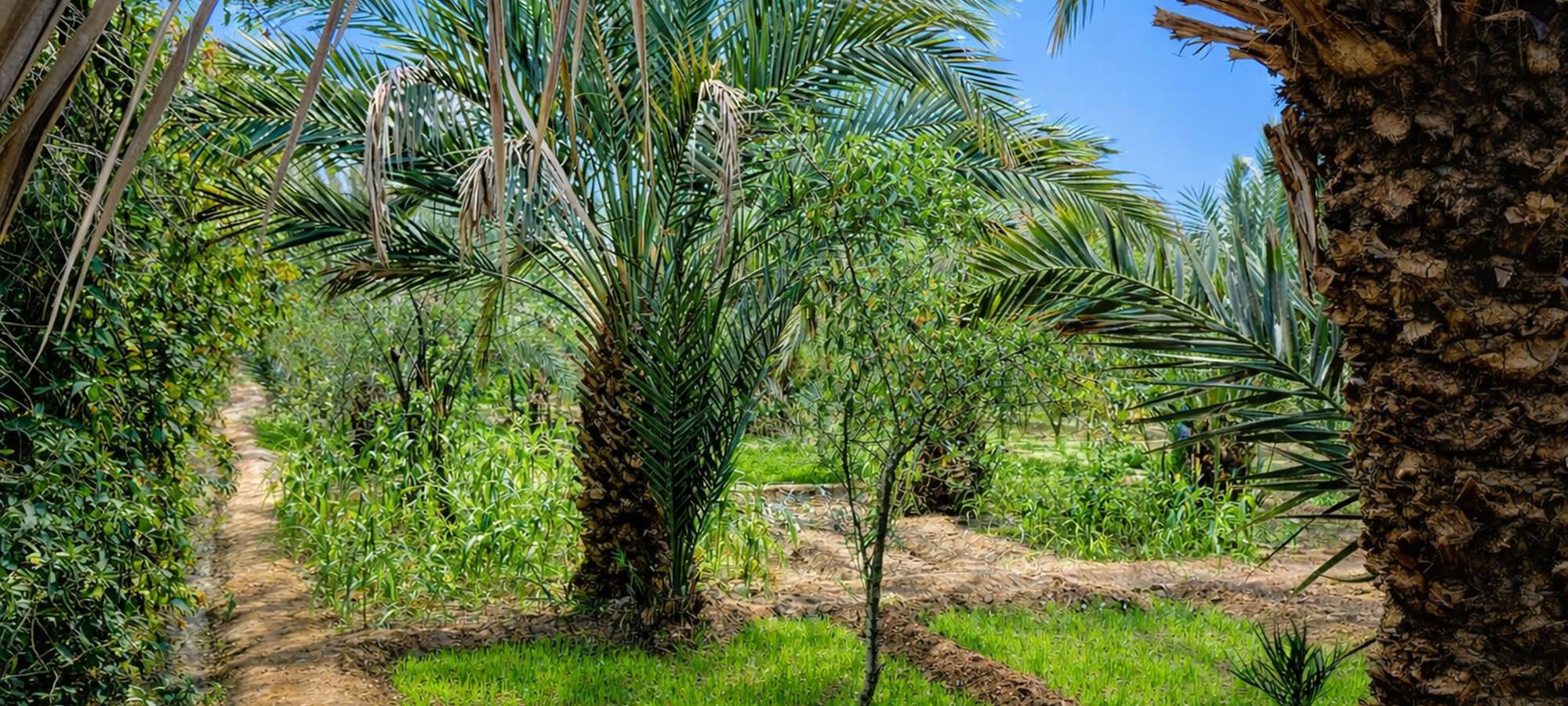 La palmeraie de Hassilabied